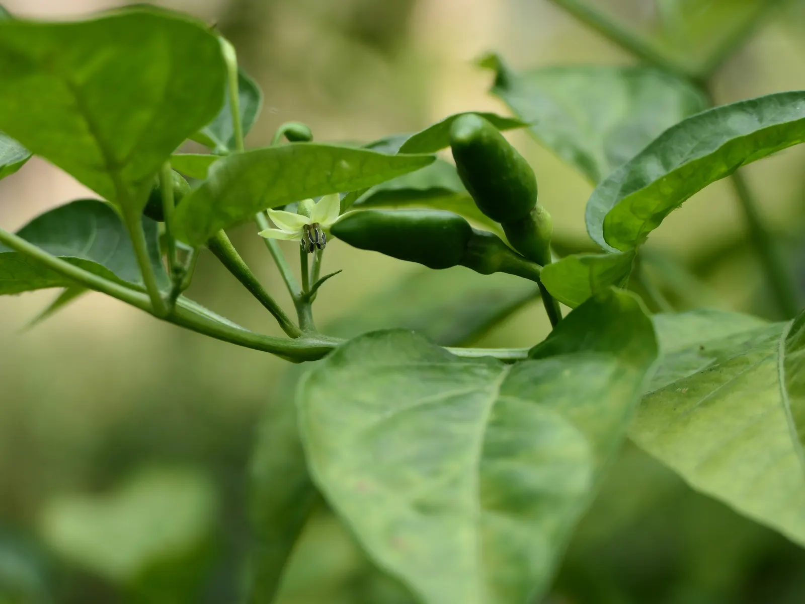 Hot Peppers (Capsicum Frutescens) — pungent fruits that mature from green to red; without over-saturation to prevent root rot