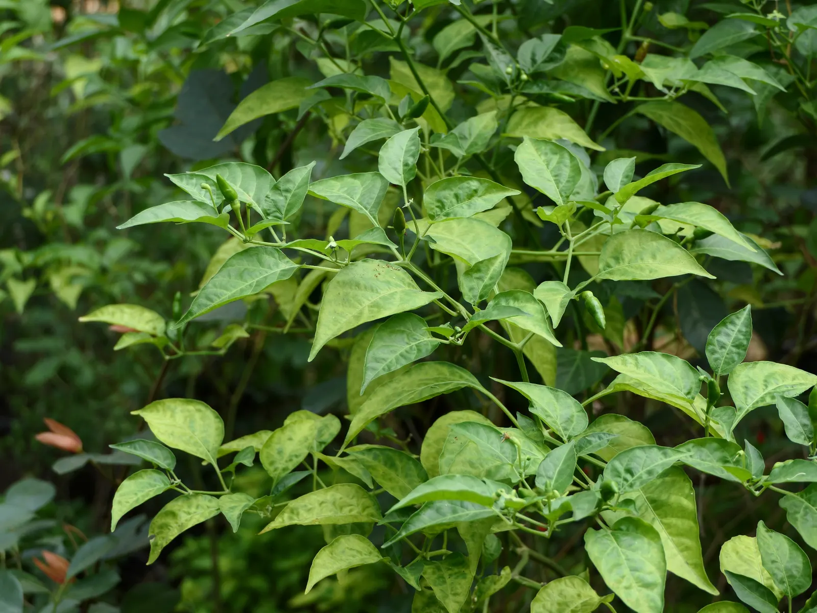 Hot Peppers (Capsicum Frutescens) — Hot Peppers demand consistent moisture; pungent fruits that mature from green to red, image 59