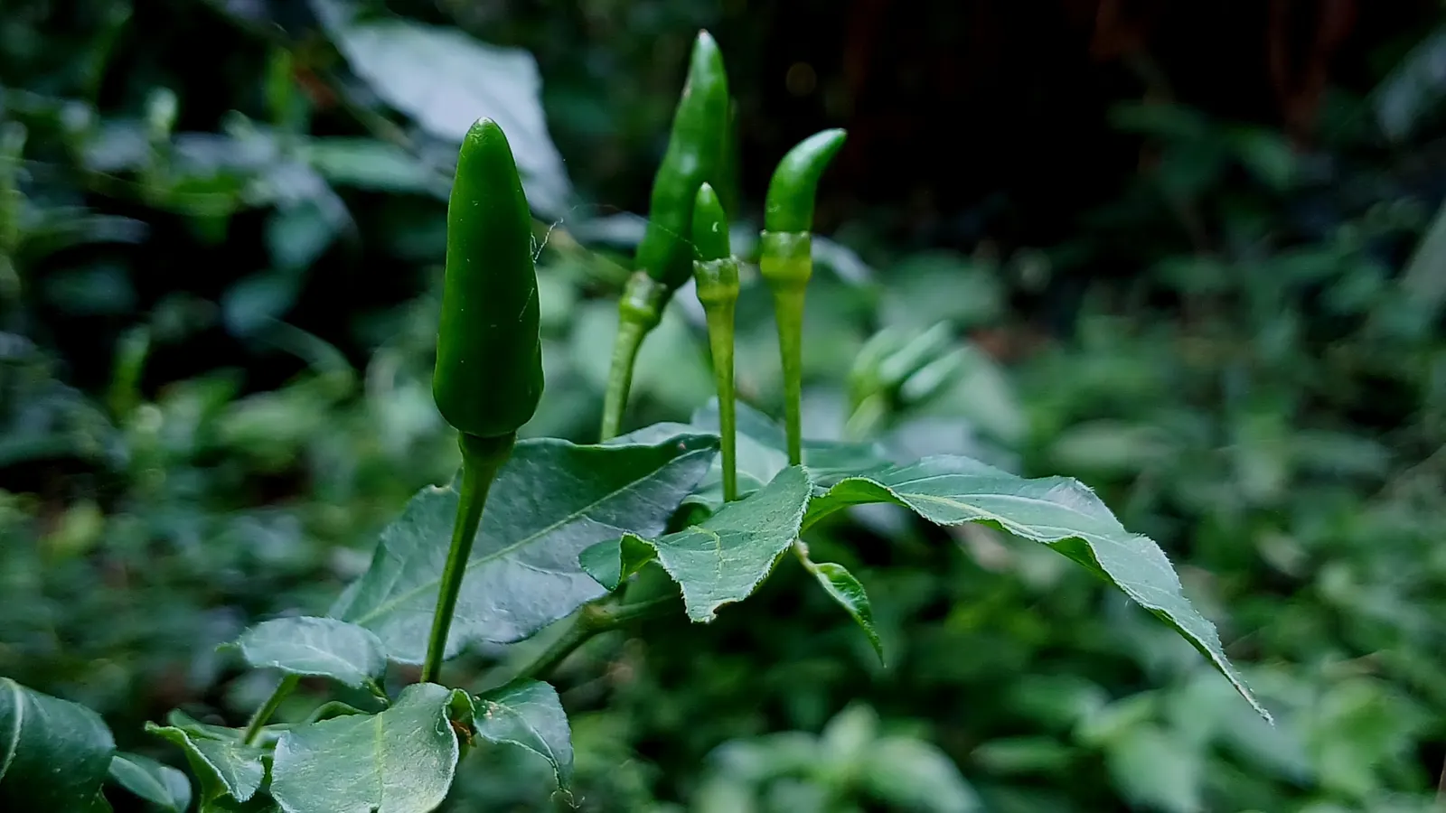 Hot Peppers (Capsicum Frutescens) — offering both aesthetic appeal and culinary value; requiring regular watering to maintain a slightly moist soil condition