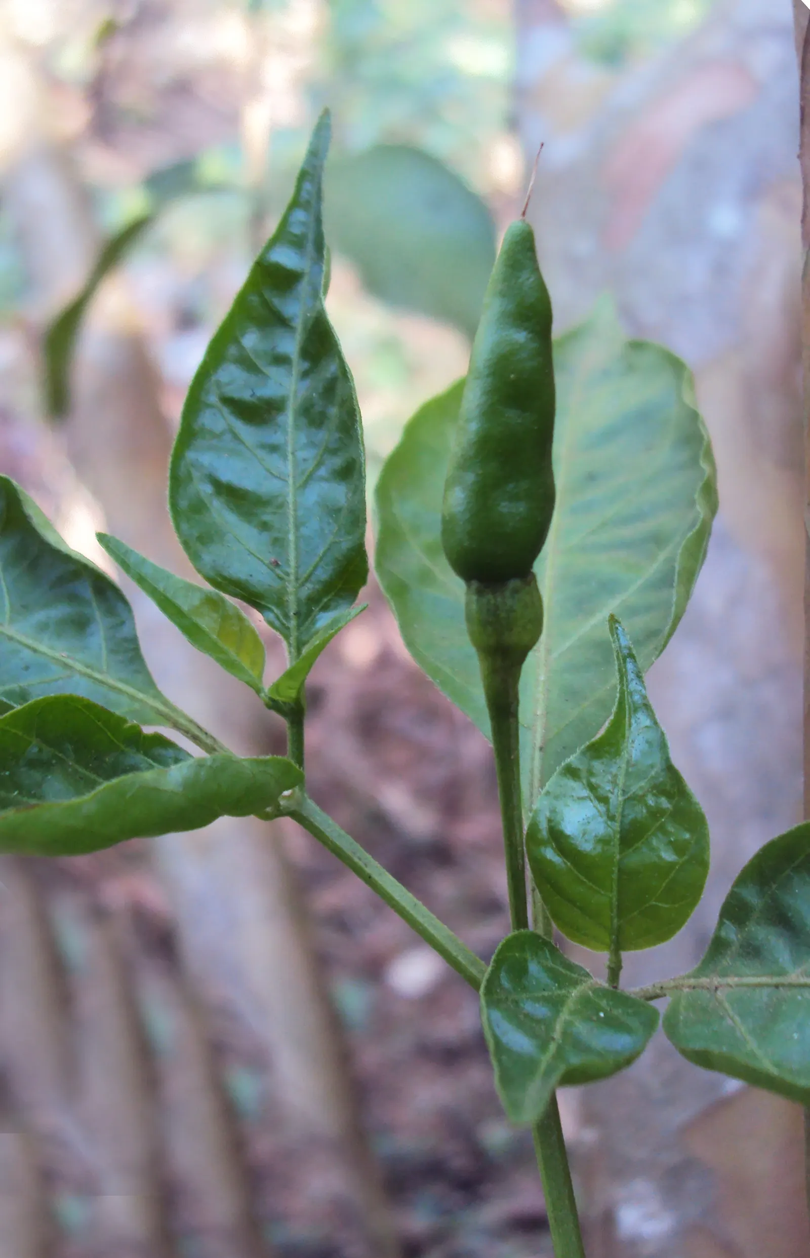 Hot Peppers (Capsicum Frutescens) — with lengths varying from 0.5 to 2 inches