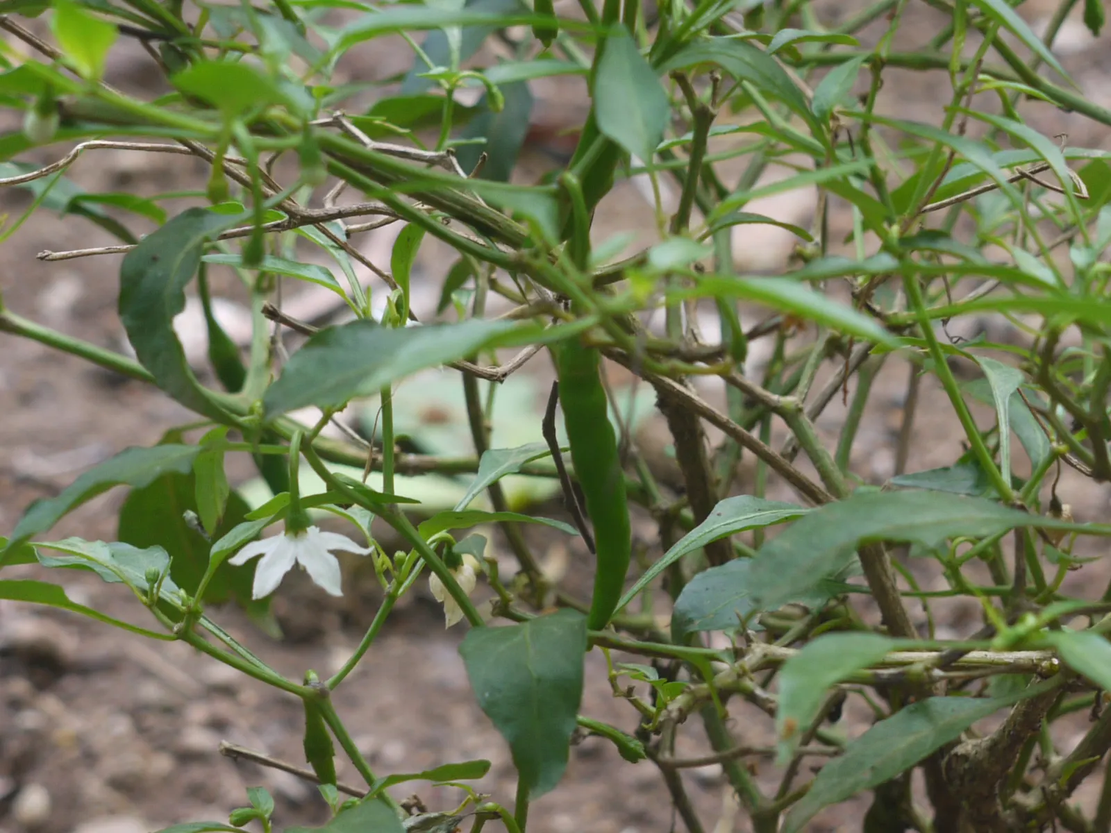 Hot Peppers (Capsicum Frutescens) — requiring regular watering to maintain a slightly moist soil condition; delivering both visual appeal and culinary use