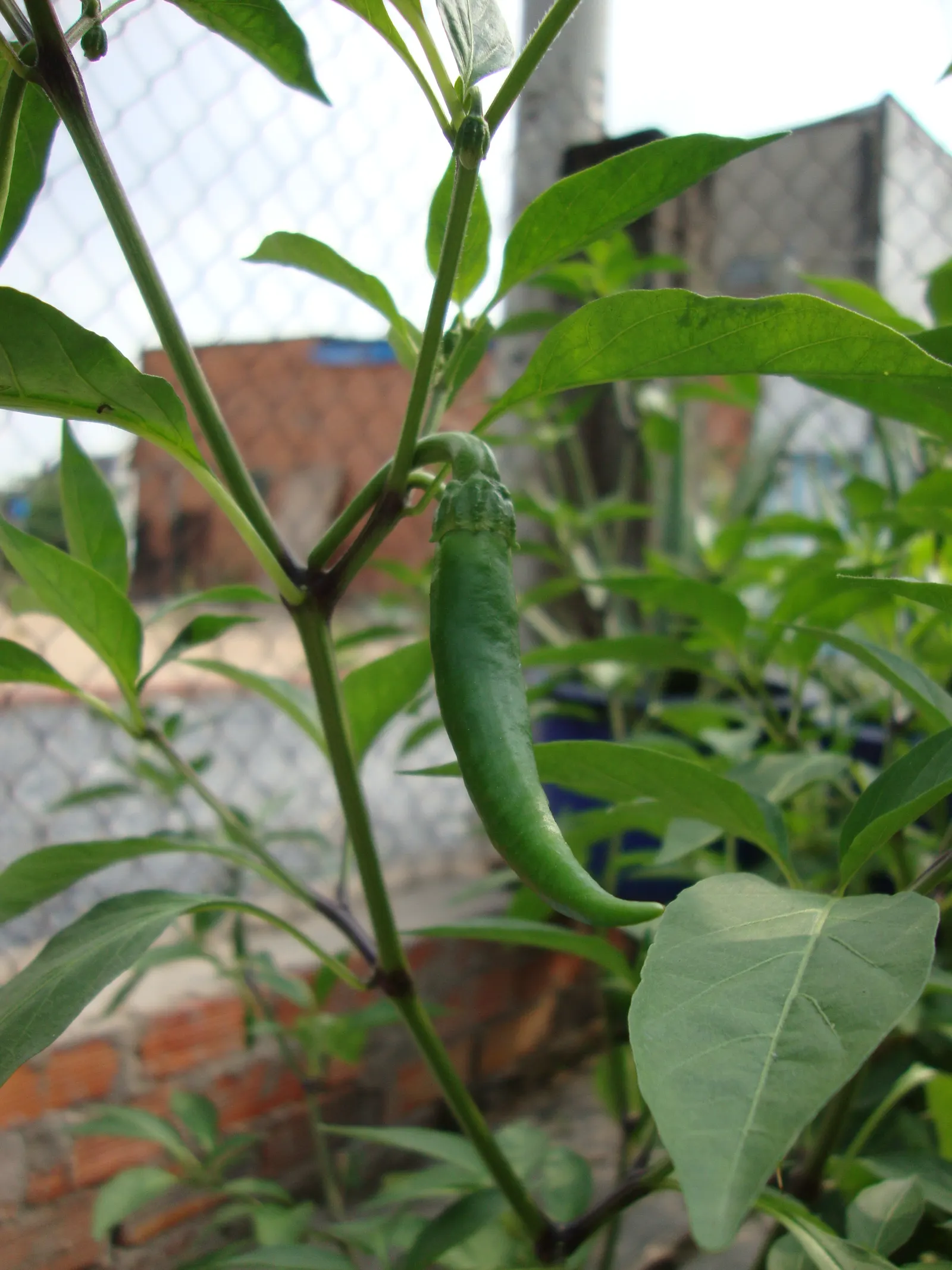 Hot Peppers (Capsicum Frutescens) — delivering both visual appeal and culinary use; leading to a profusion of slender, image 49