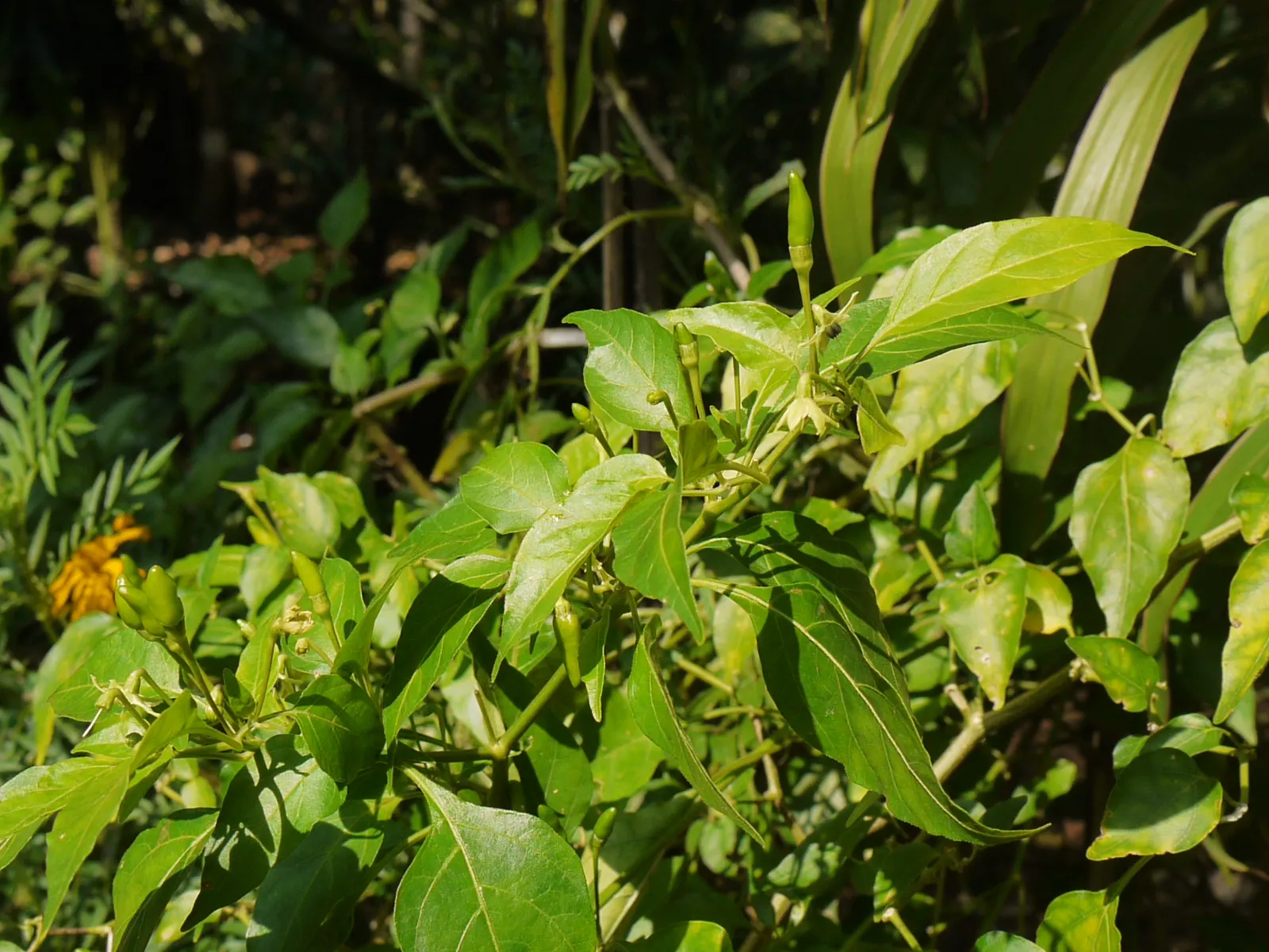 Hot Peppers (Capsicum Frutescens) — without over-saturation to prevent root rot