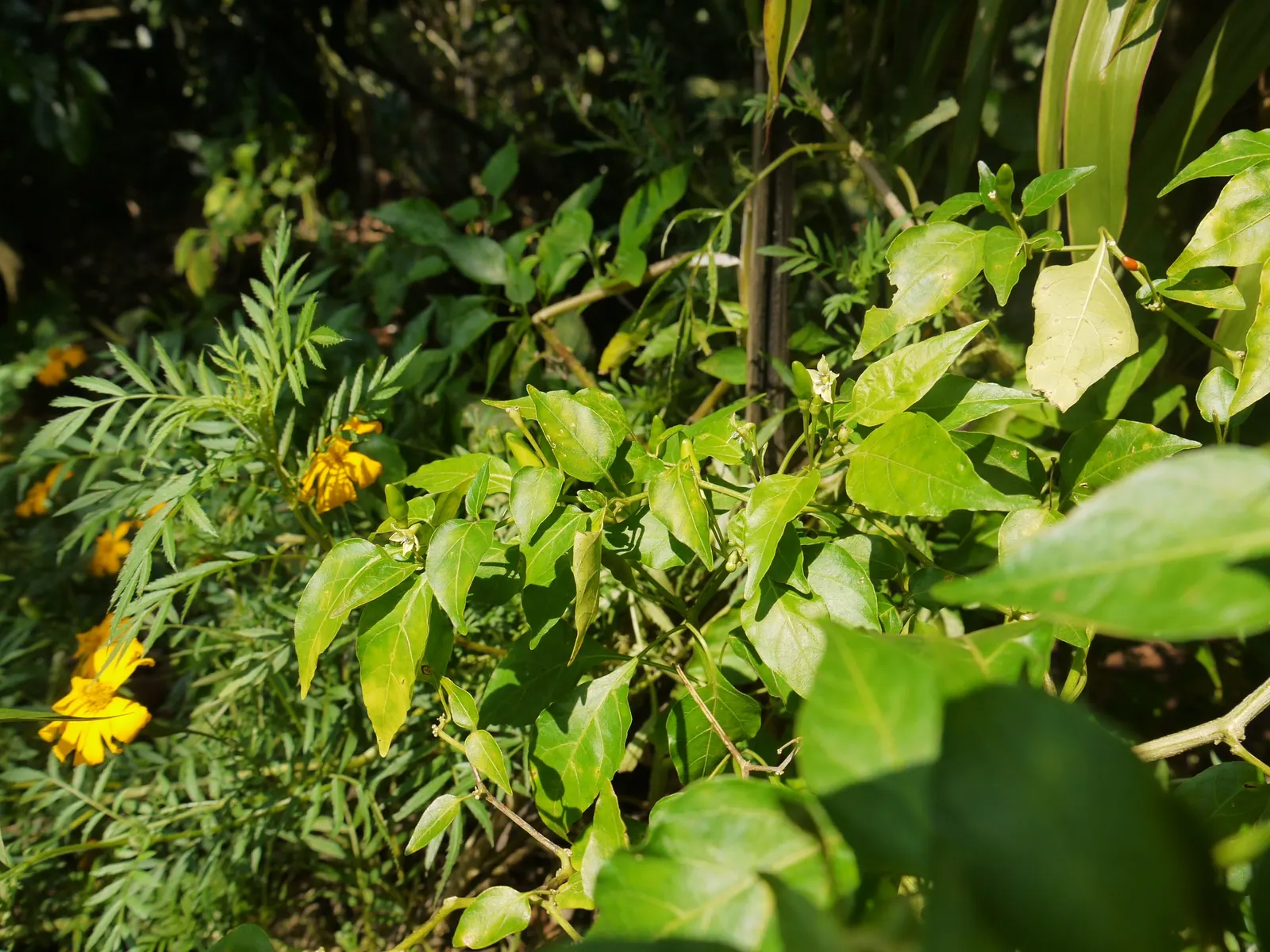 Hot Peppers (Capsicum Frutescens) — It features vibrant upright fruits ranging from green to fiery red