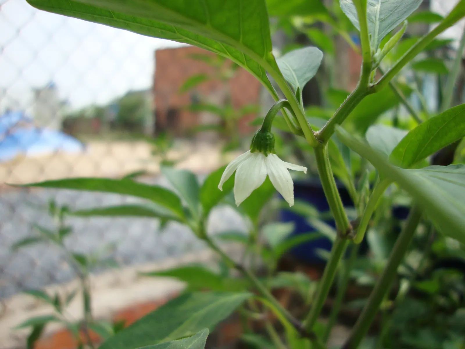 Hot Peppers (Capsicum Frutescens) — commonly known as Hot Peppers or Tabasco Peppers; vegetable for full or half, image 53