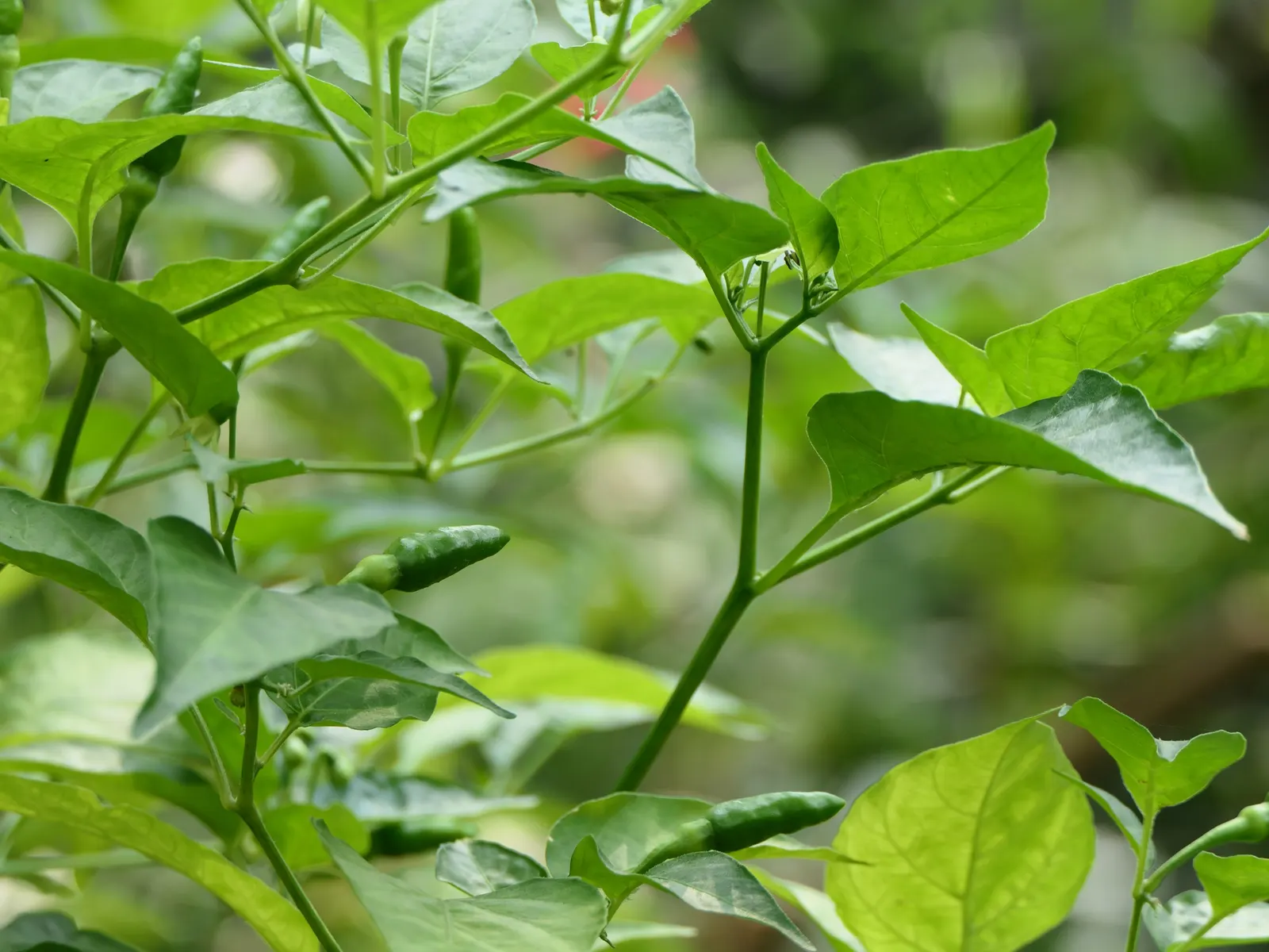 Hot Peppers (Capsicum Frutescens) — Preferring full sun, it thrives in well-drained soils, reaching up to 3 feet in height and 2 feet in spread; it, image 50