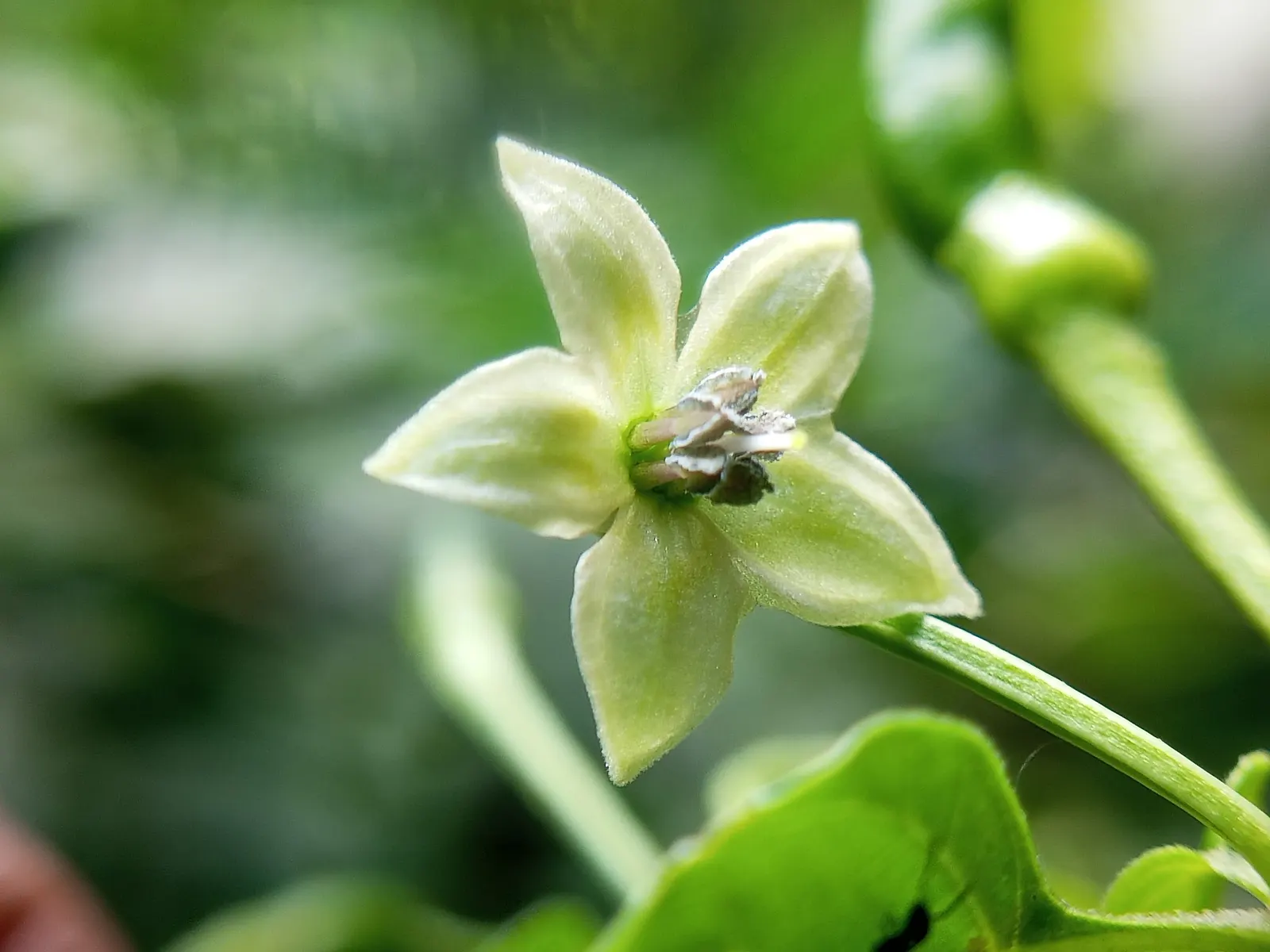 Hot Peppers (Capsicum Frutescens) — delivering both visual appeal and culinary use; leading to a profusion of slender