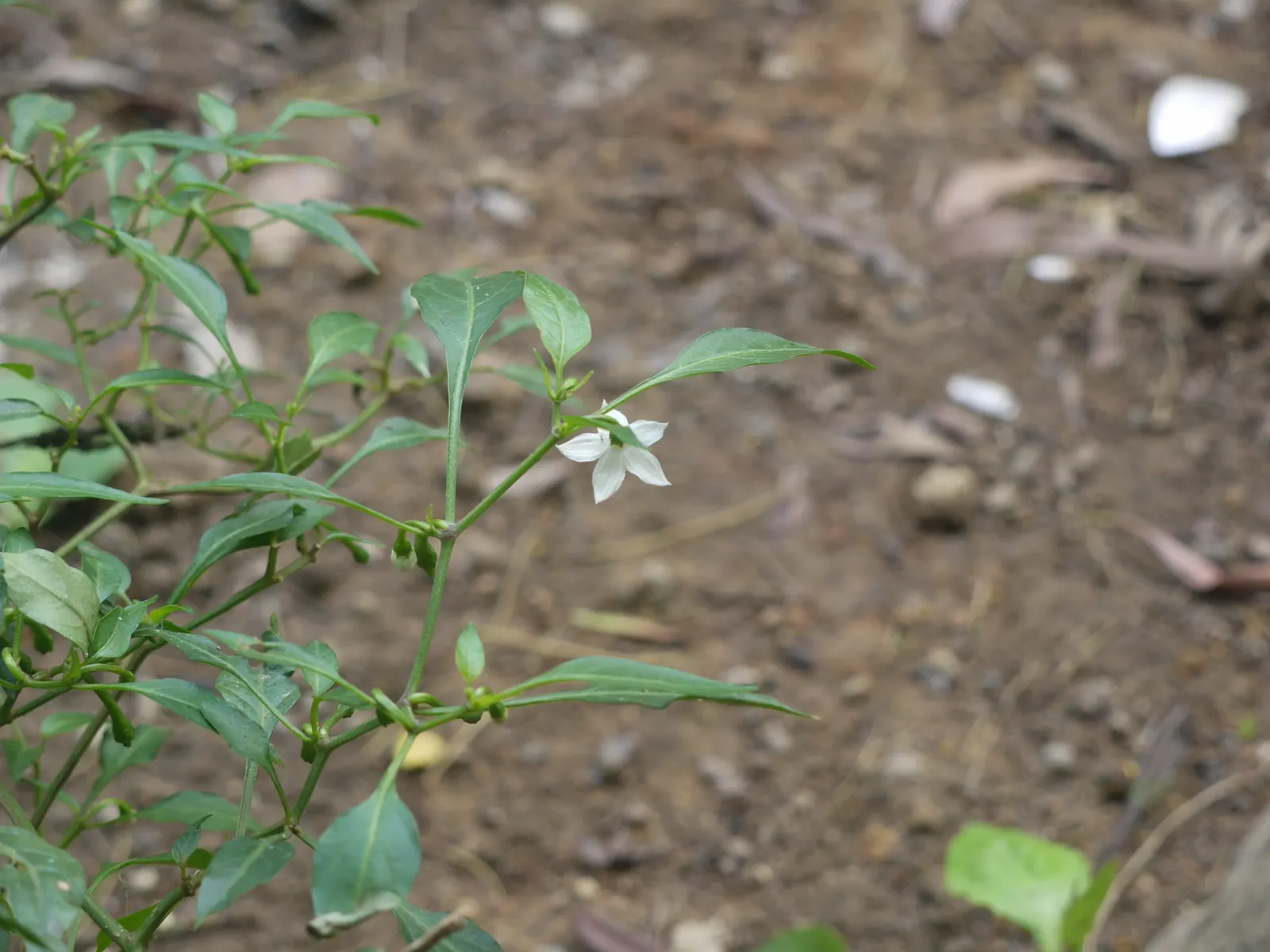 Hot Peppers (Capsicum Frutescens) — ensuring moderate water and protection from frost; mulching can help conserve moisture and combat weeds