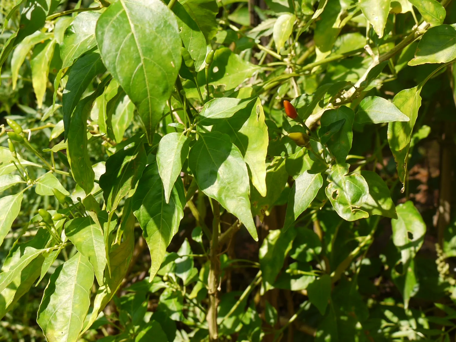 Hot Peppers (Capsicum Frutescens) — vegetable with white blooms