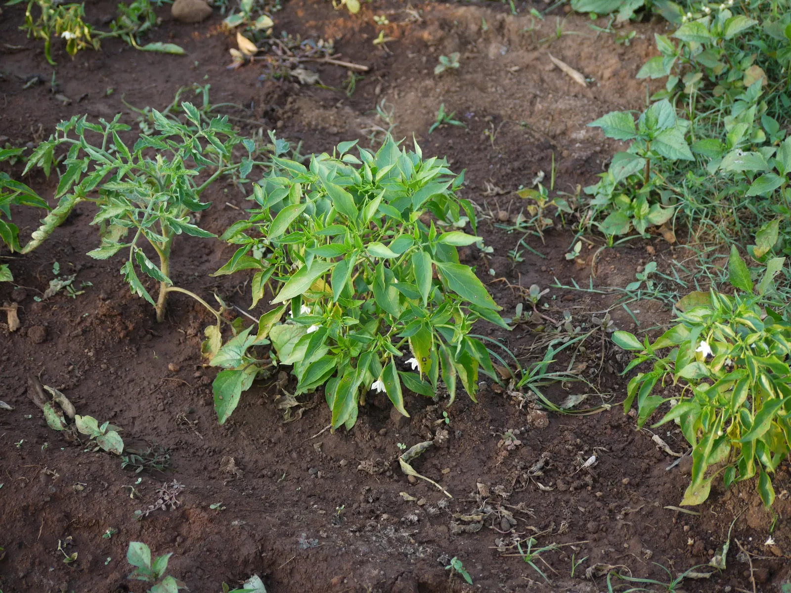 Hot Peppers (Capsicum Frutescens) — requiring at least 6 to 8 hours of direct exposure daily, image 58