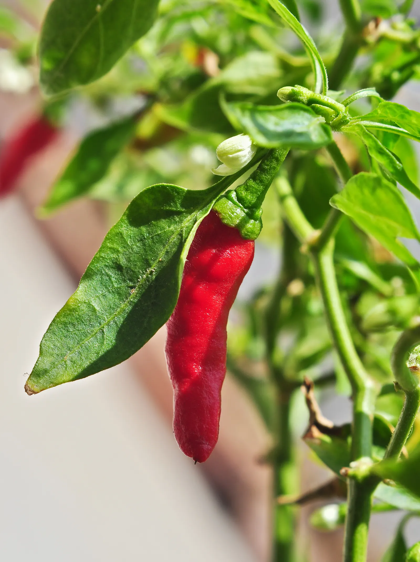 Hot Peppers (Capsicum Frutescens) — Capsicum frutescens, commonly known as Hot Pepper, is a perennial