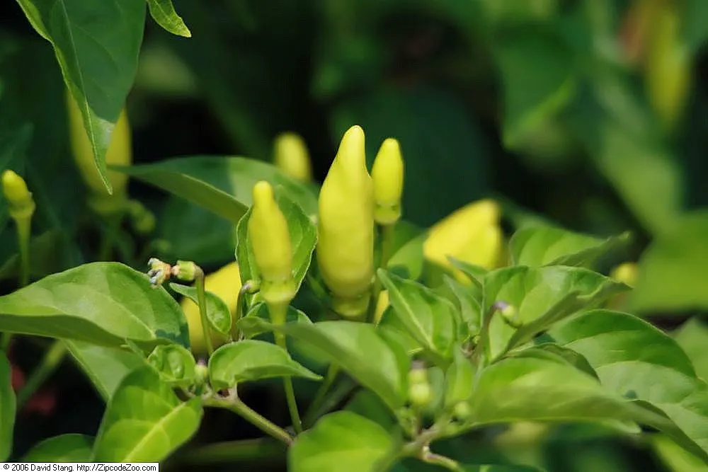 Hot Peppers (Capsicum Frutescens) — leading to a profusion of slender; are a resilient and vibrant addition to any landscape design, image 64