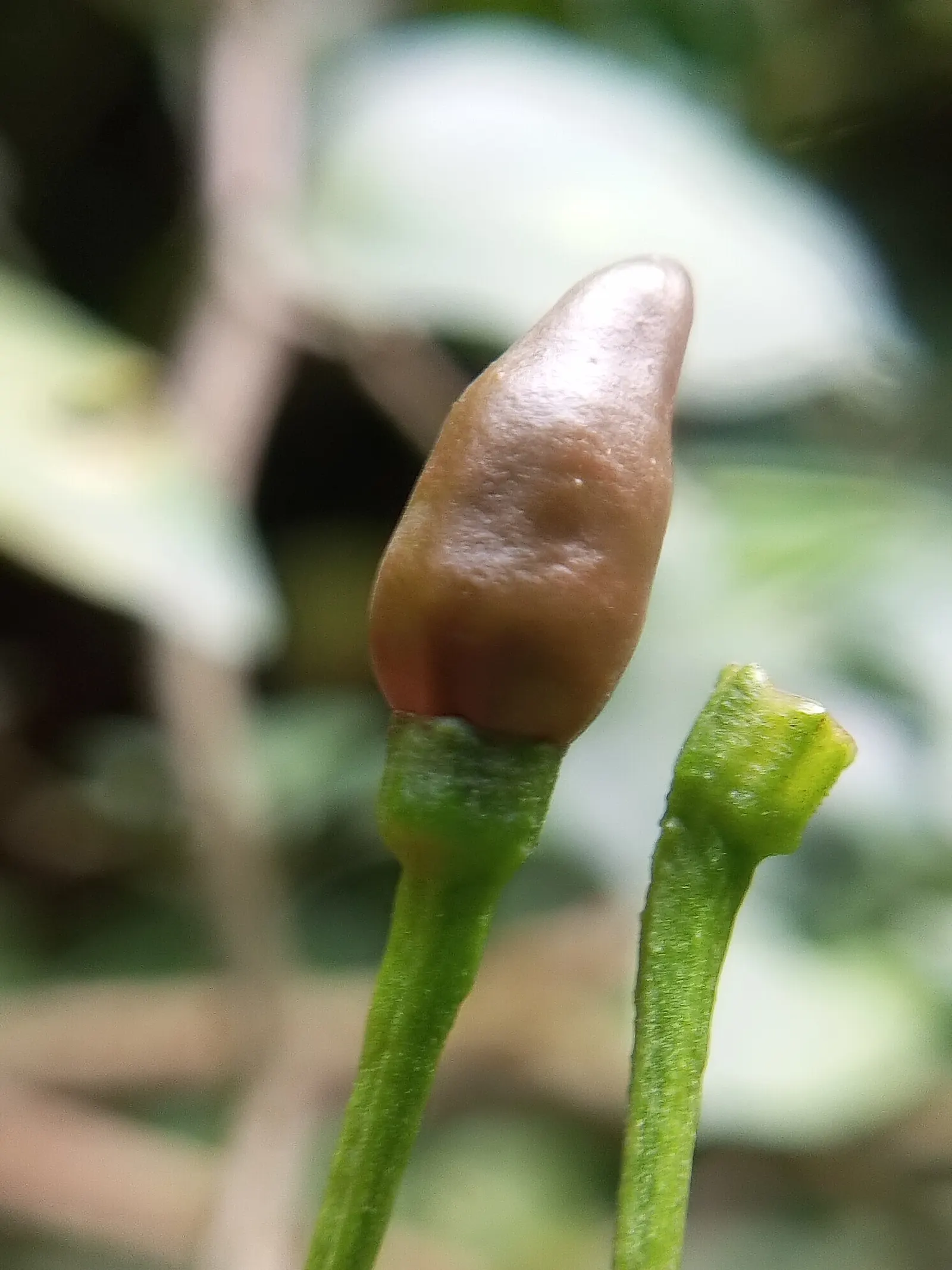 Hot Peppers (Capsicum Frutescens) — Incorporate into edible gardens for aesthetic diversity and harvest; offering both aesthetic appeal and culinary value