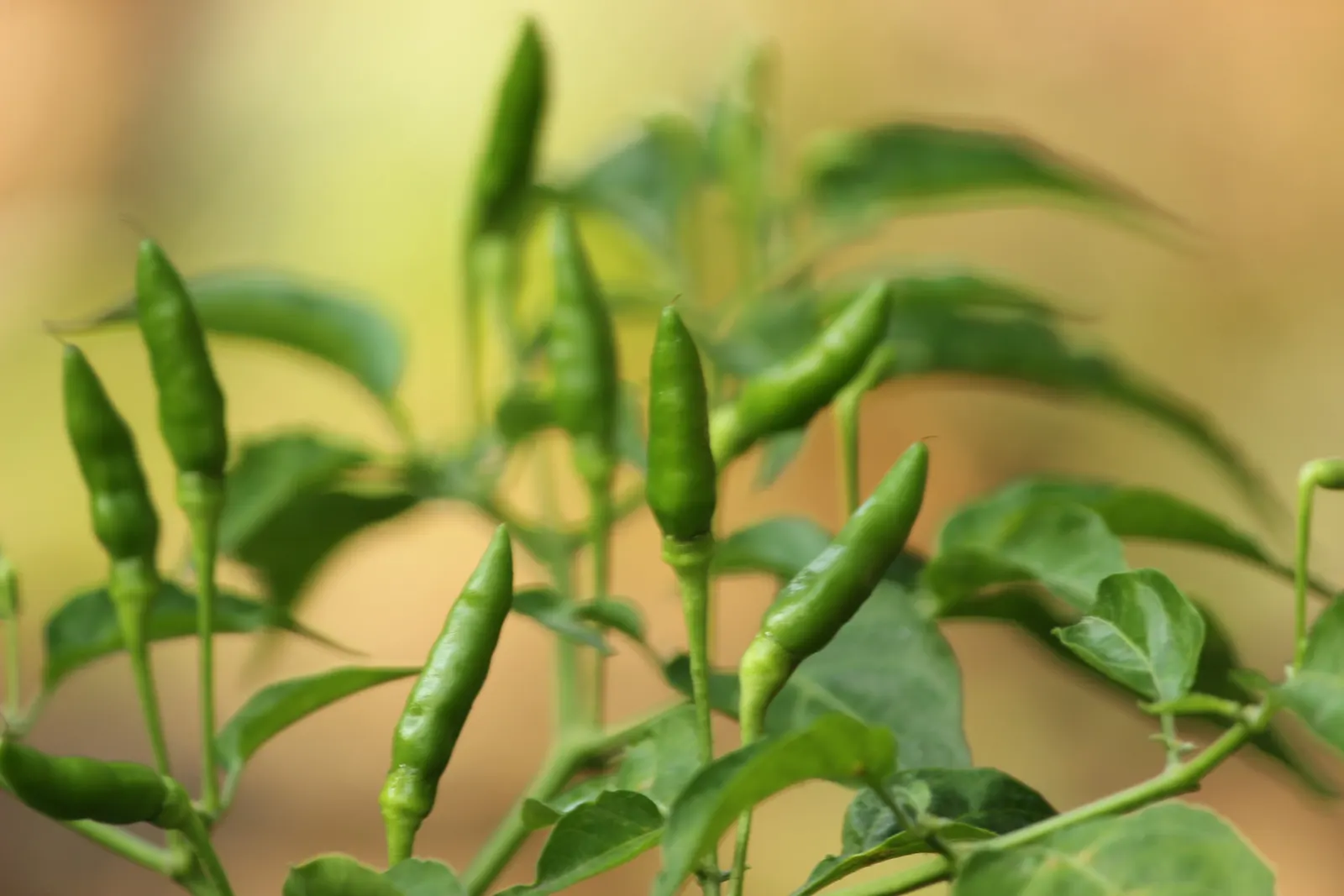 Hot Peppers (Capsicum Frutescens) — Mulching can help conserve moisture and combat weeds