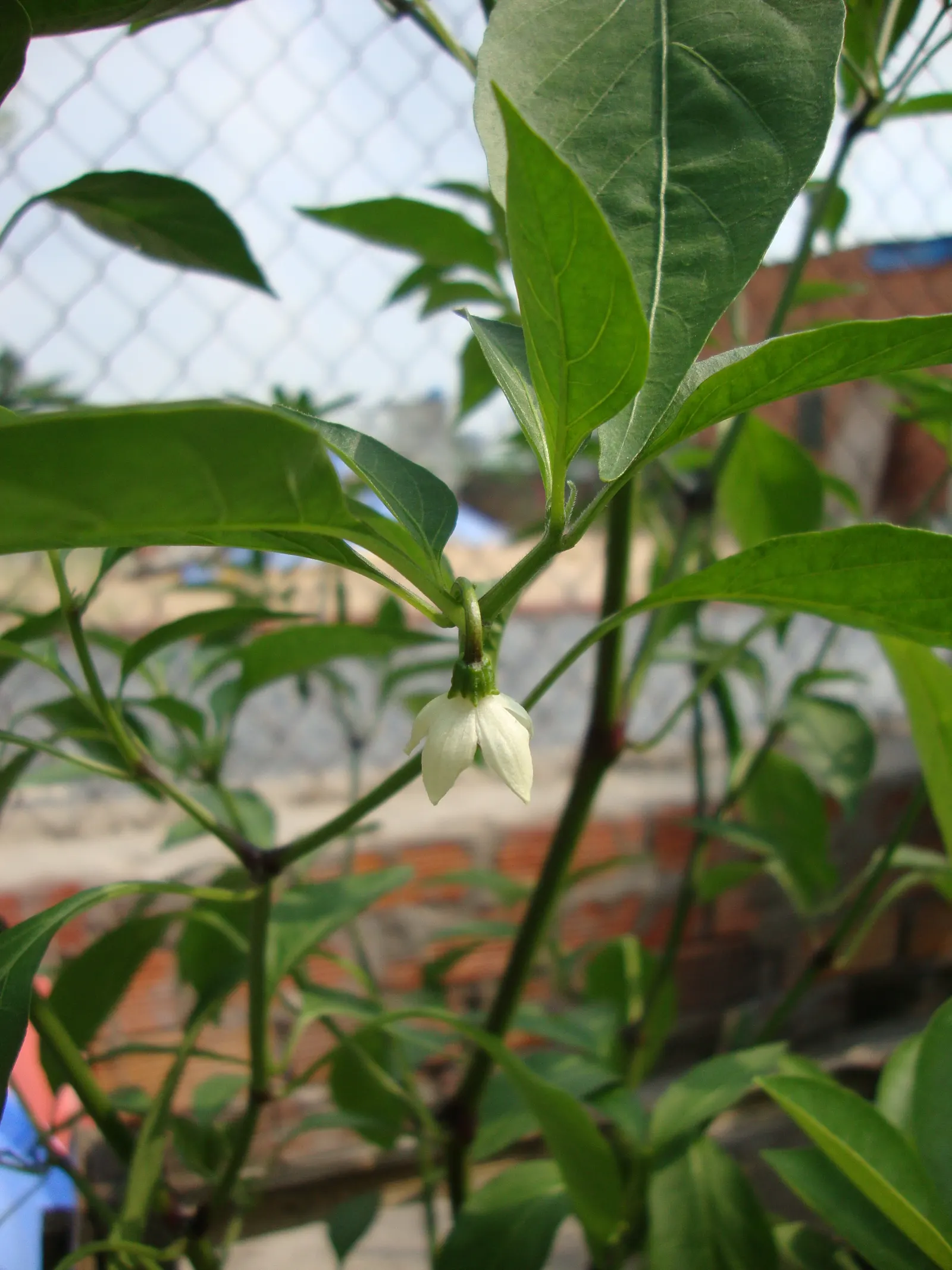 Hot Peppers (Capsicum Frutescens) — leading to a profusion of slender; are a resilient and vibrant addition to any landscape design
