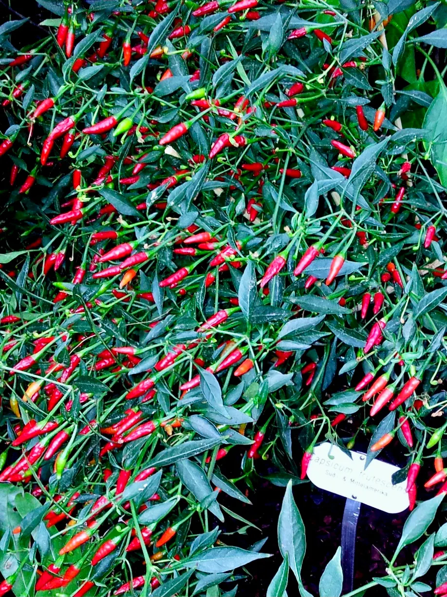 Hot Peppers (Capsicum Frutescens) — ensuring moderate water and protection from frost