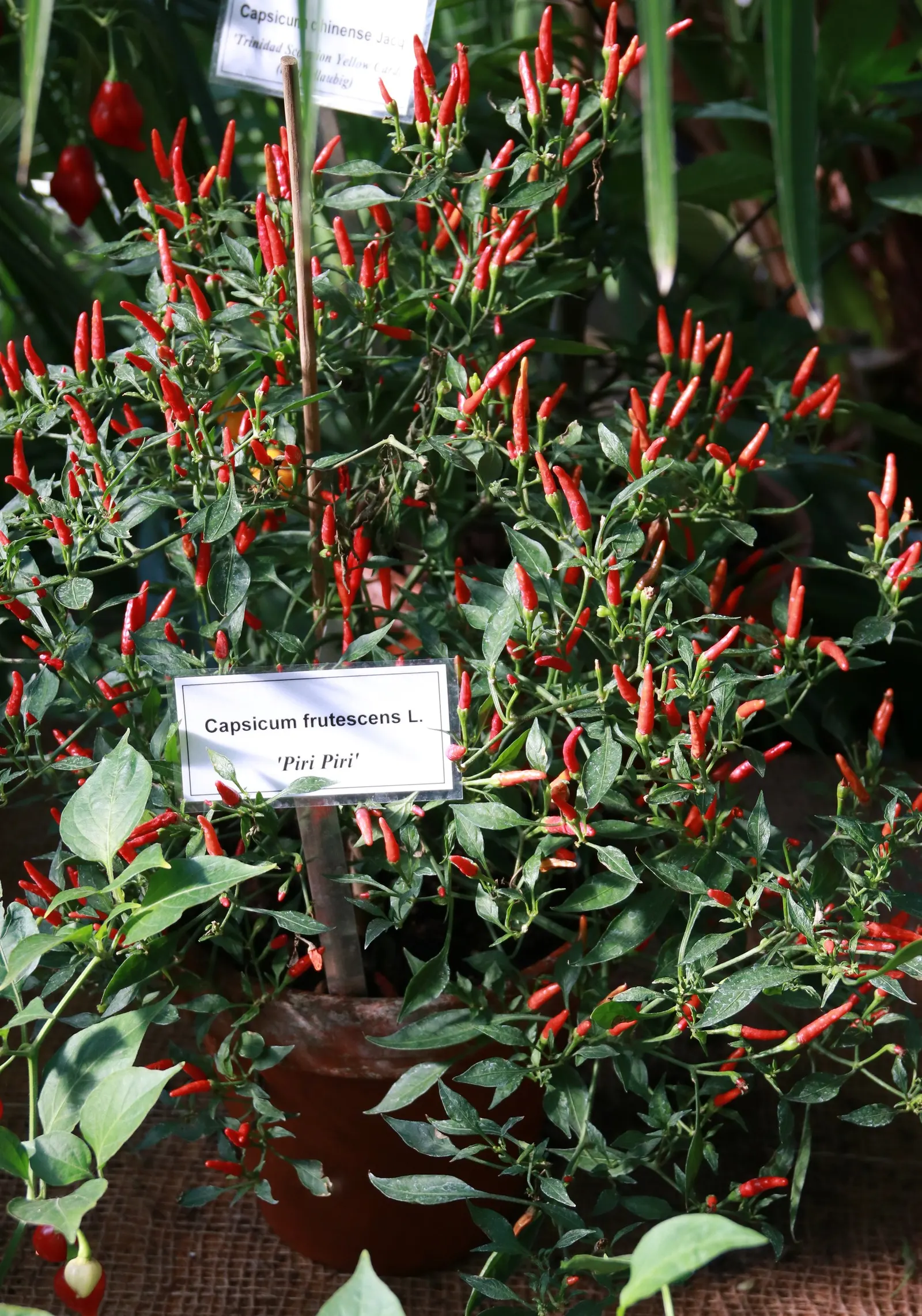 Hot Peppers (Capsicum Frutescens) — leading to a profusion of slender