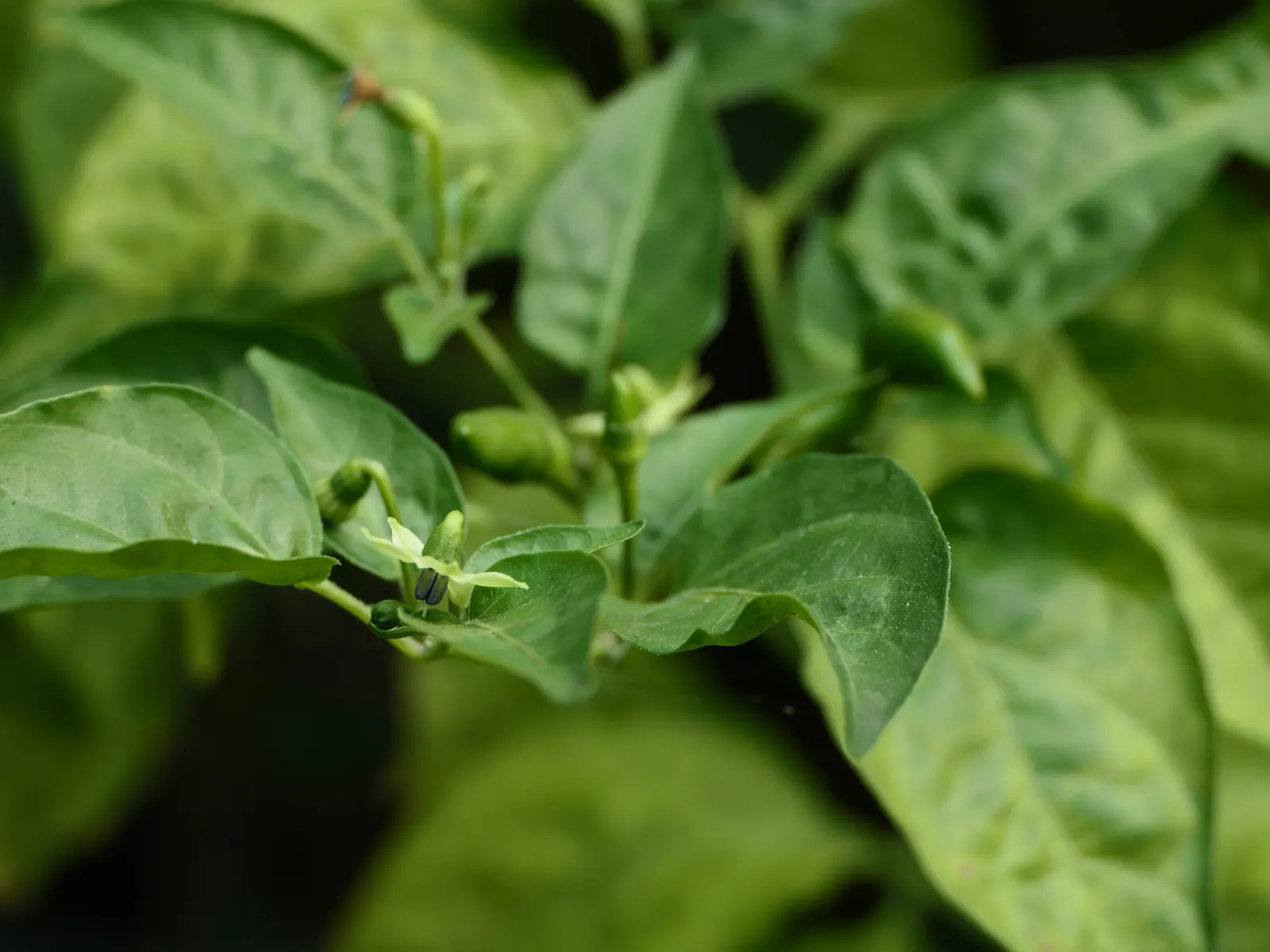 Hot Peppers (Capsicum Frutescens) — These peppers form compact bushy plants, typically reaching heights between 1 to 3 feet, with a similar spread, image 56