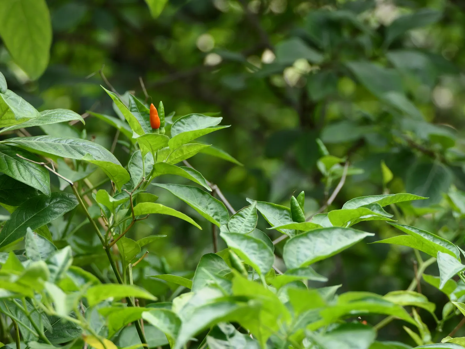 Hot Peppers (Capsicum Frutescens) — Capsicum frutescens, commonly known as Hot Pepper, is a perennial; preferring full sun, it thrives in, image 47