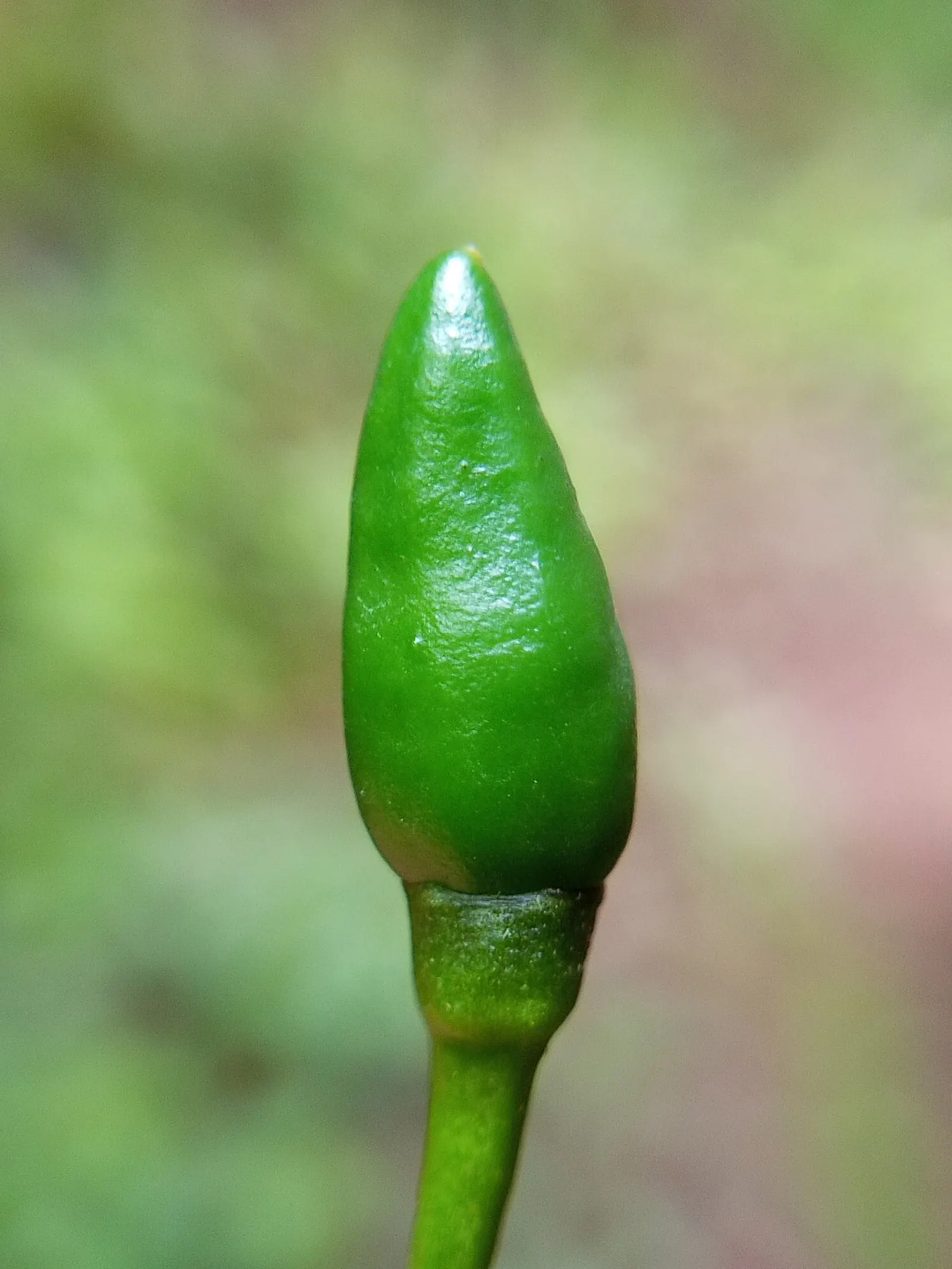 Hot Peppers (Capsicum Frutescens) — These peppers are moderate feeders; so; capsicum frutescens, commonly known as Hot Pepper, is a perennial