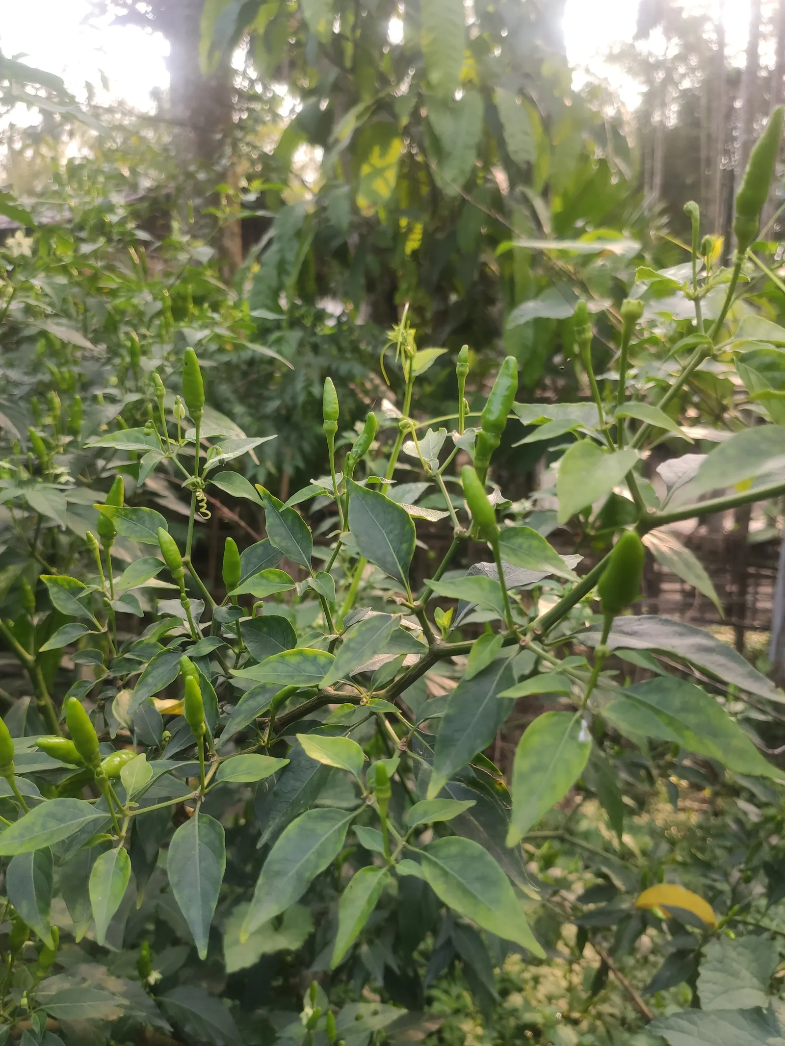 Hot Peppers (Capsicum Frutescens) — requiring at least 6 to 8 hours of direct exposure daily