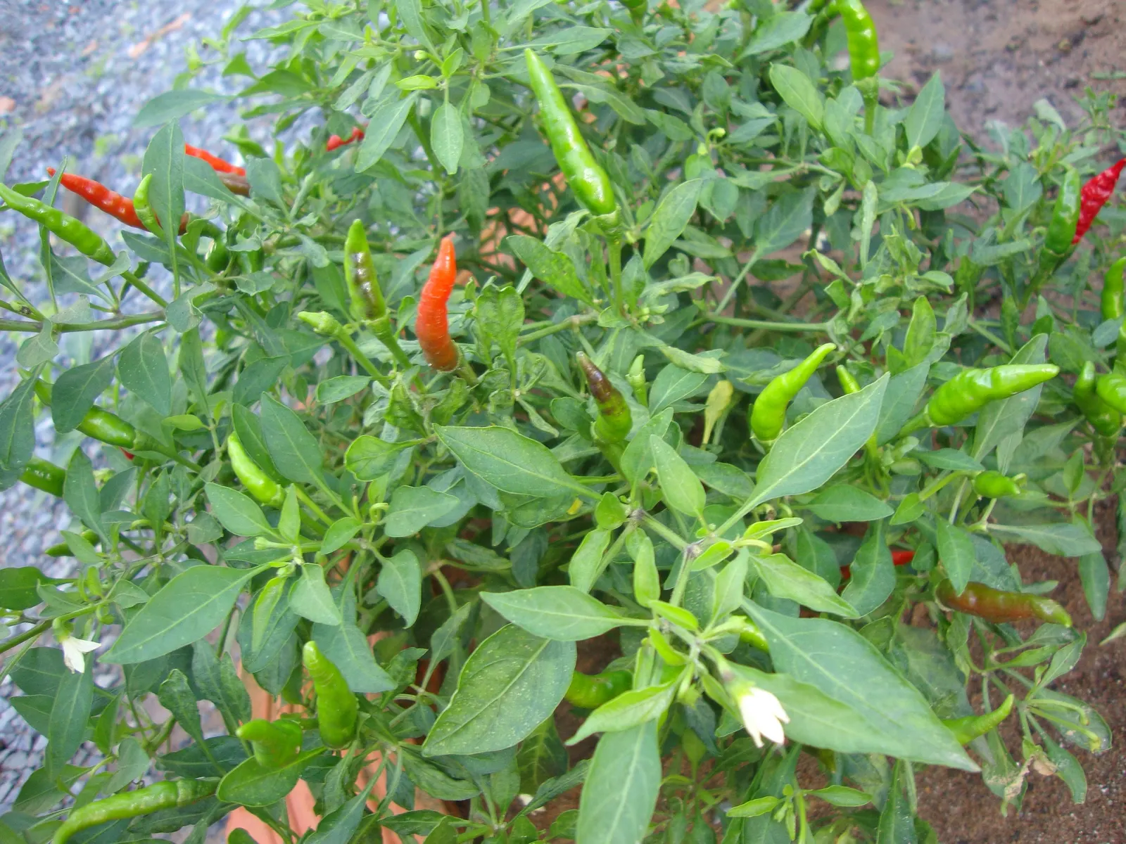 Hot Peppers (Capsicum Frutescens) — It features vibrant upright fruits ranging from green to fiery red; they thrive in full sunlight