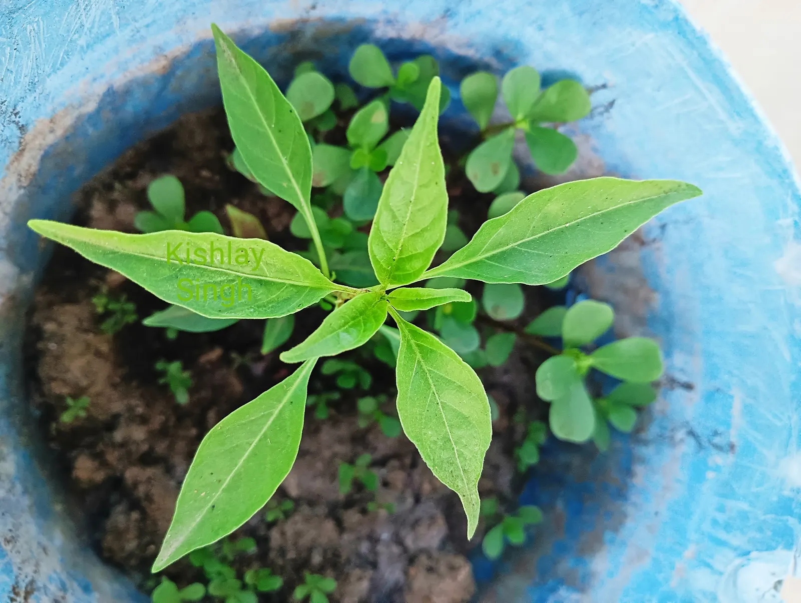 Hot Peppers (Capsicum Frutescens) — white flowers in the garden