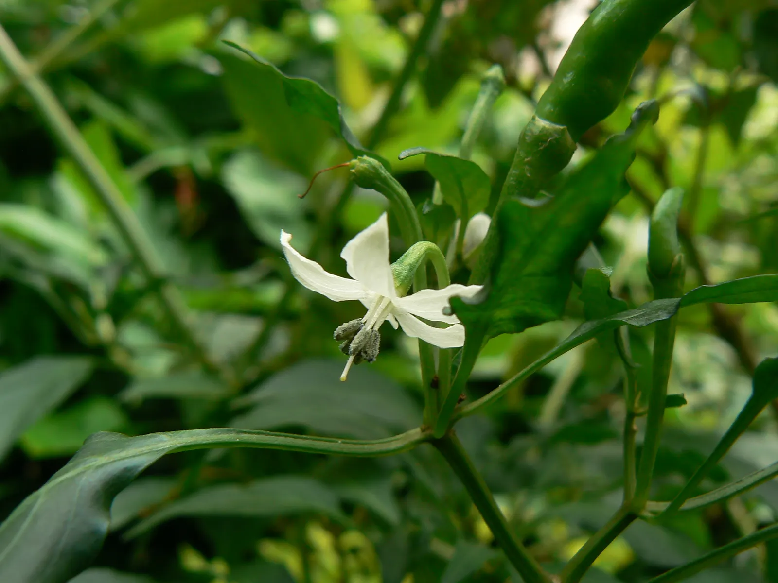 Hot Peppers (Capsicum Frutescens) — commonly known as Hot Peppers or Tabasco Peppers