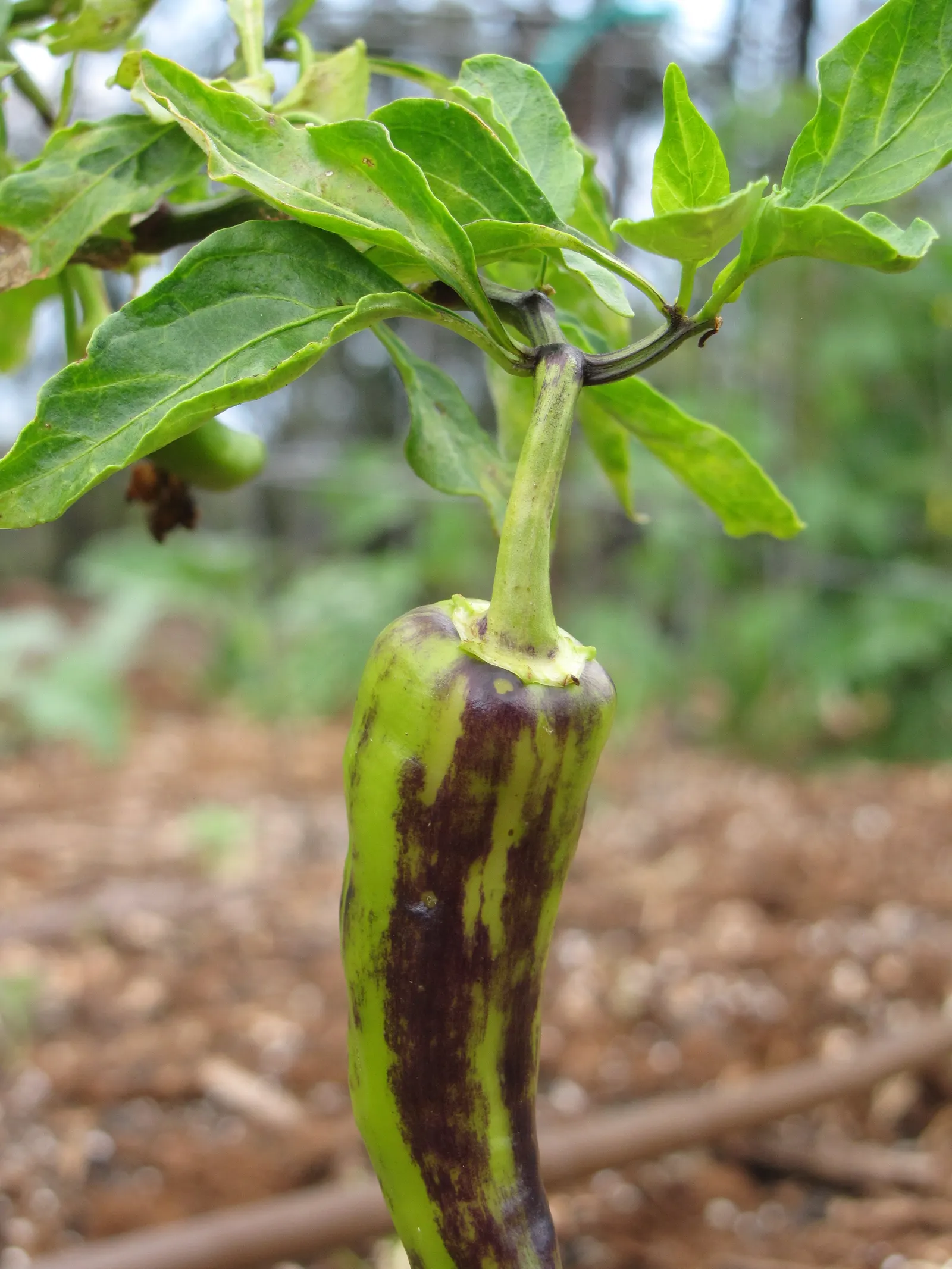 Hot Peppers (Capsicum Frutescens) — pungent fruits that mature from green to red