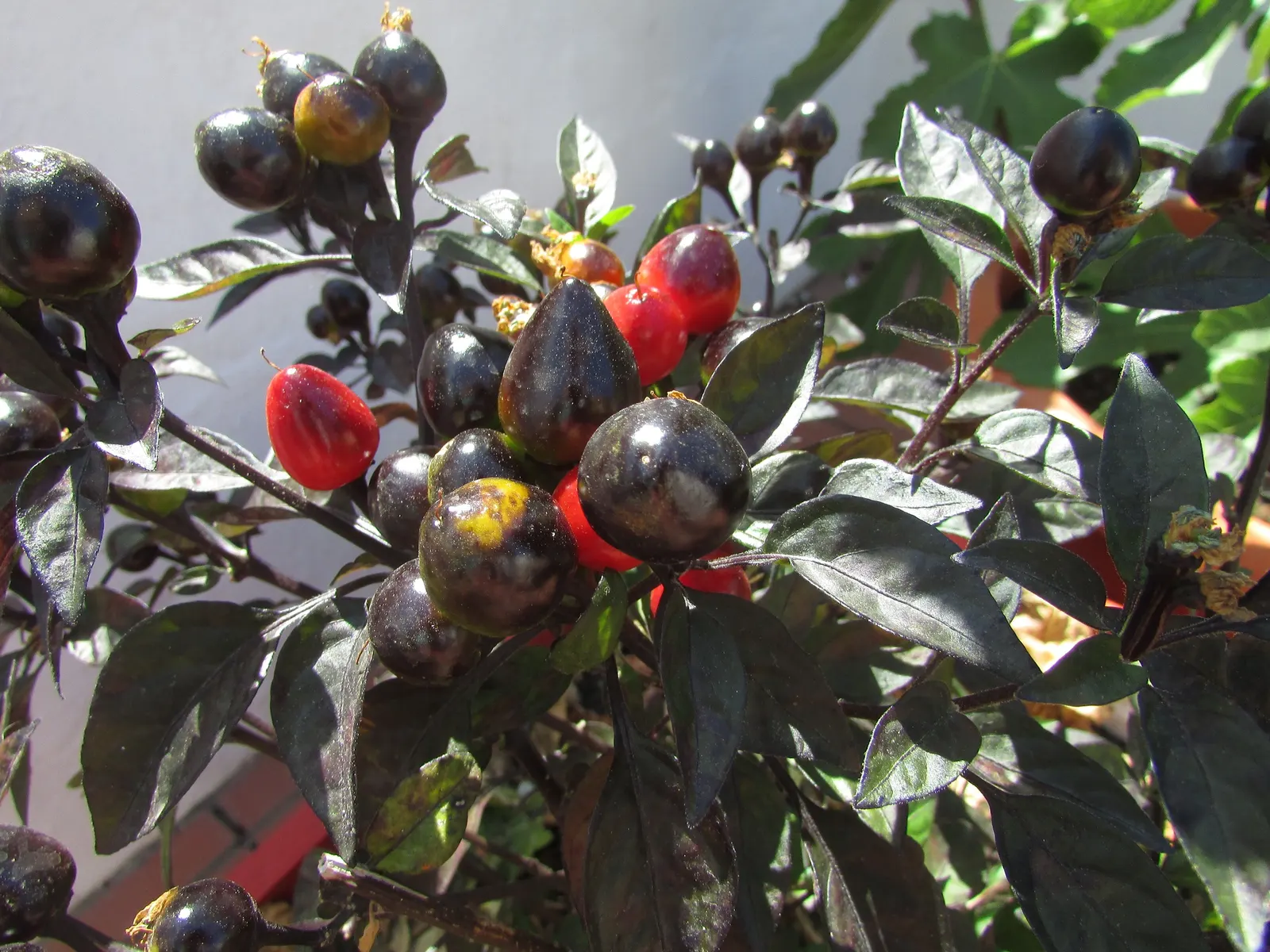 Hot Peppers (Capsicum Frutescens) — These peppers are moderate feeders; so