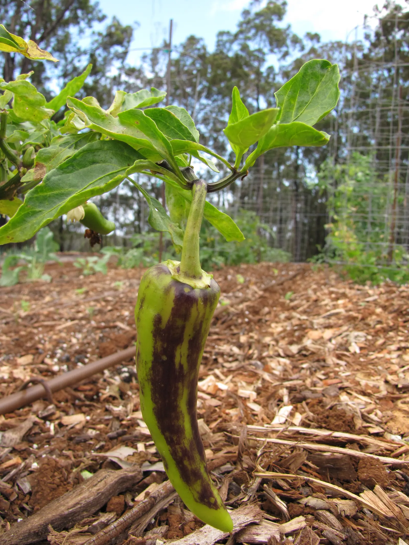 Hot Peppers (Capsicum Frutescens) — Incorporate into edible gardens for aesthetic diversity and harvest; offering both aesthetic appeal and, image 51