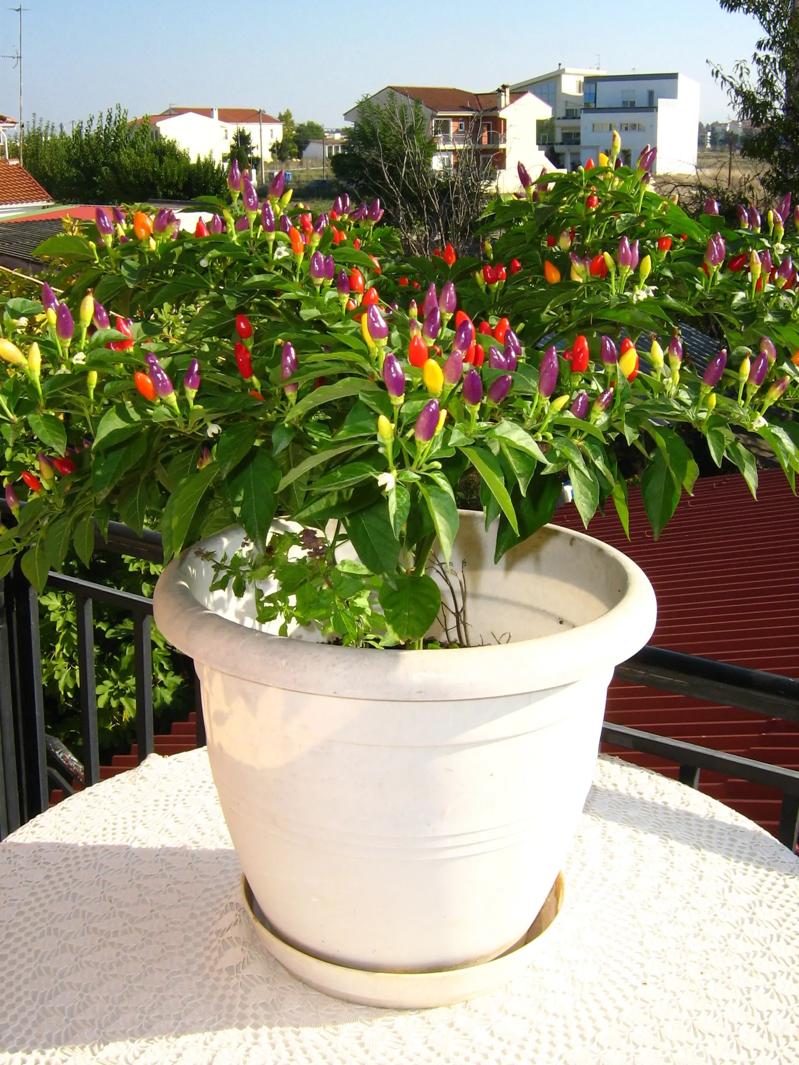 Hot Peppers (Capsicum Frutescens) — ensuring moderate water and protection from frost; mulching can help conserve moisture and combat weeds, image 52