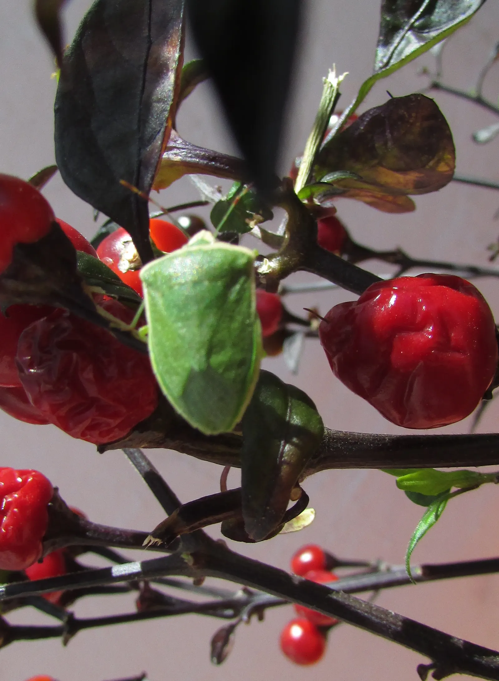 Hot Peppers (Capsicum Frutescens) — without over-saturation to prevent root rot; these peppers form compact bushy plants, typically reaching heights between 1
