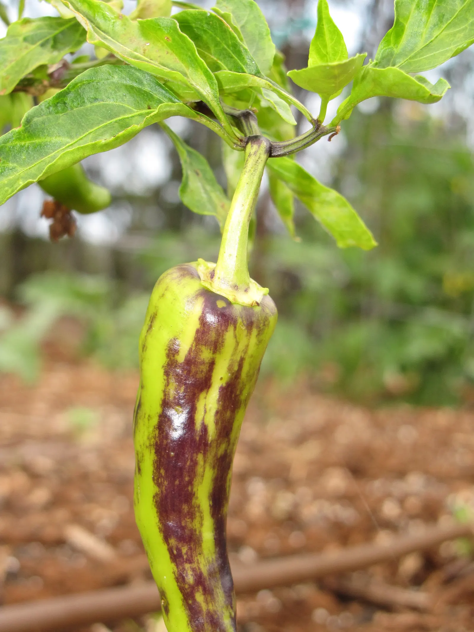 Hot Peppers (Capsicum Frutescens) — are a resilient and vibrant addition to any landscape design; commonly known as Hot Peppers or Tabasco Peppers, image 54