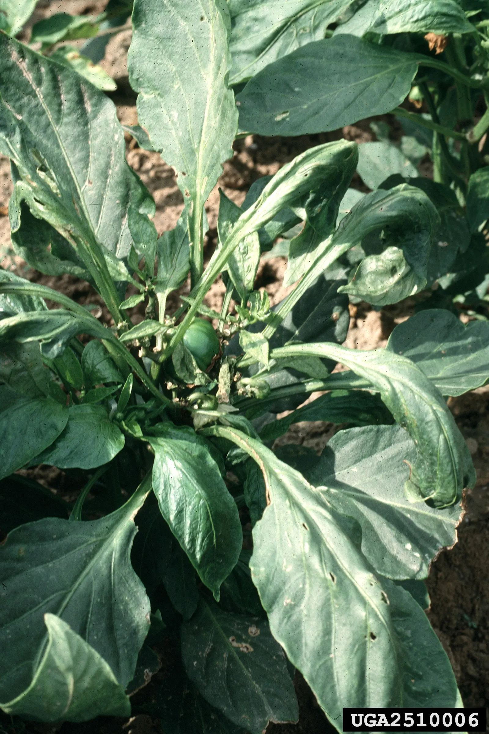 Hot Peppers (Capsicum Frutescens) — requiring at least 6 to 8 hours of direct exposure daily, image 35