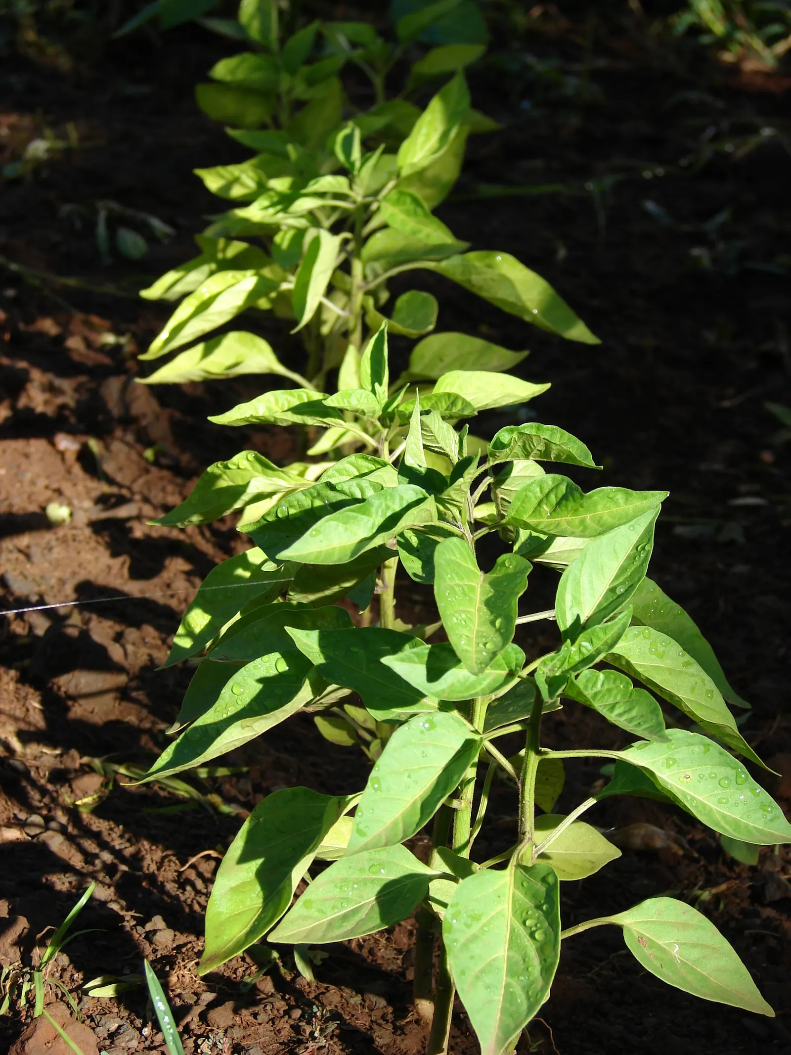 Hot Peppers (Capsicum Frutescens) — delivering both visual appeal and culinary use