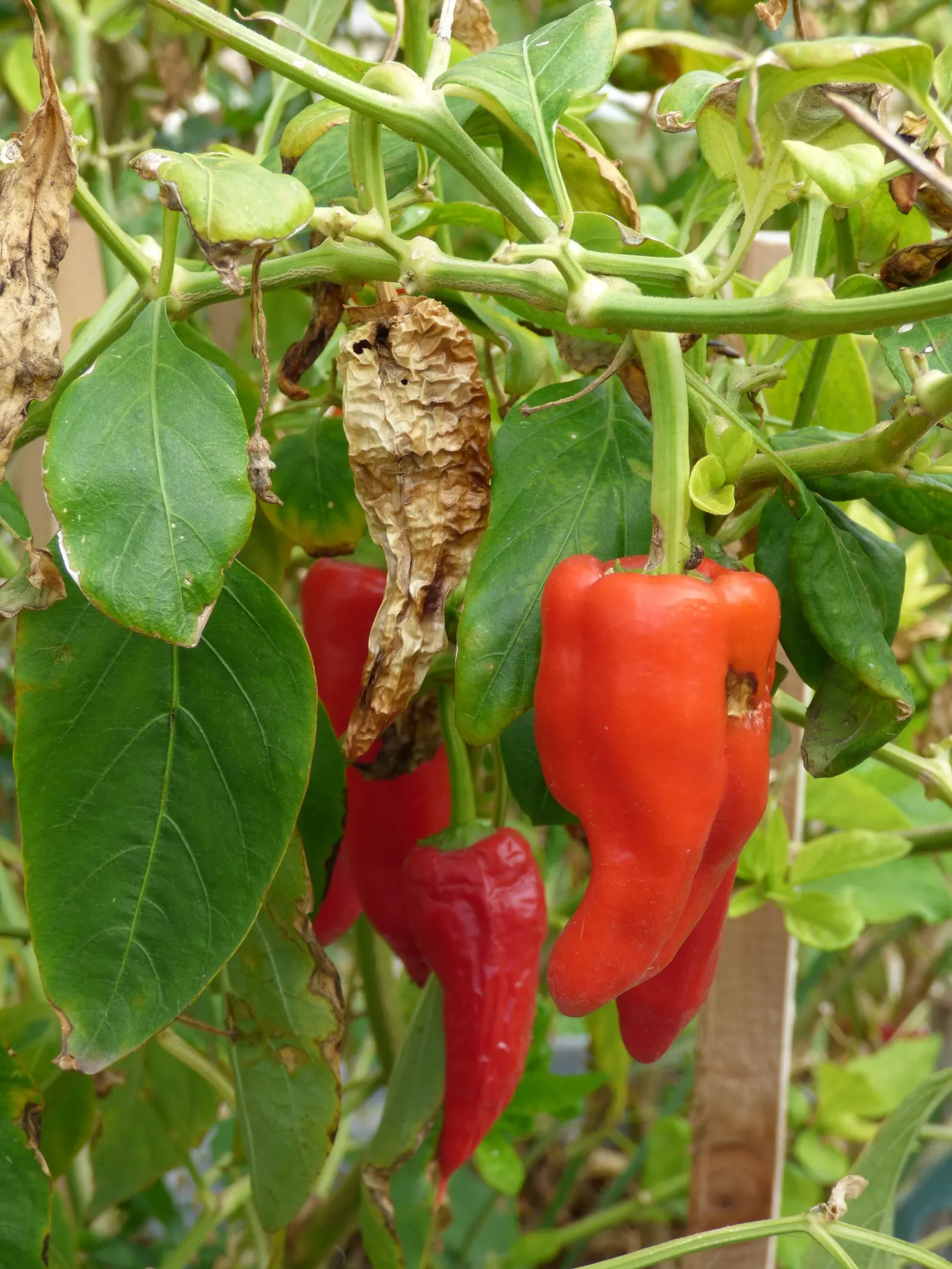 Hot Peppers (Capsicum Frutescens) — are a resilient and vibrant addition to any landscape design; commonly known as Hot Peppers or Tabasco Peppers