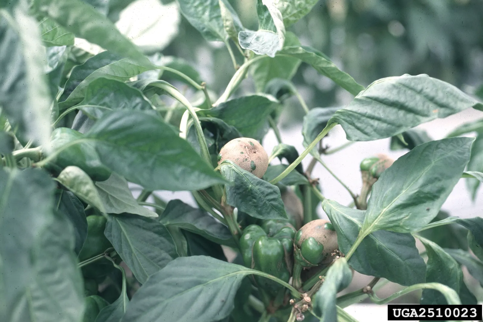 Hot Peppers (Capsicum Frutescens) — commonly known as Hot Peppers or Tabasco Peppers; vegetable for full or half