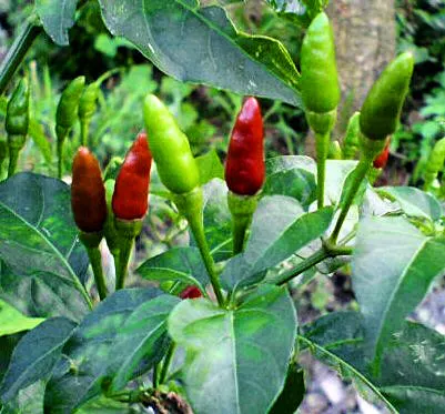 Hot Peppers (Capsicum Frutescens) — Preferring full sun, it thrives in well-drained soils, reaching up to 3 feet in height and 2 feet in spread