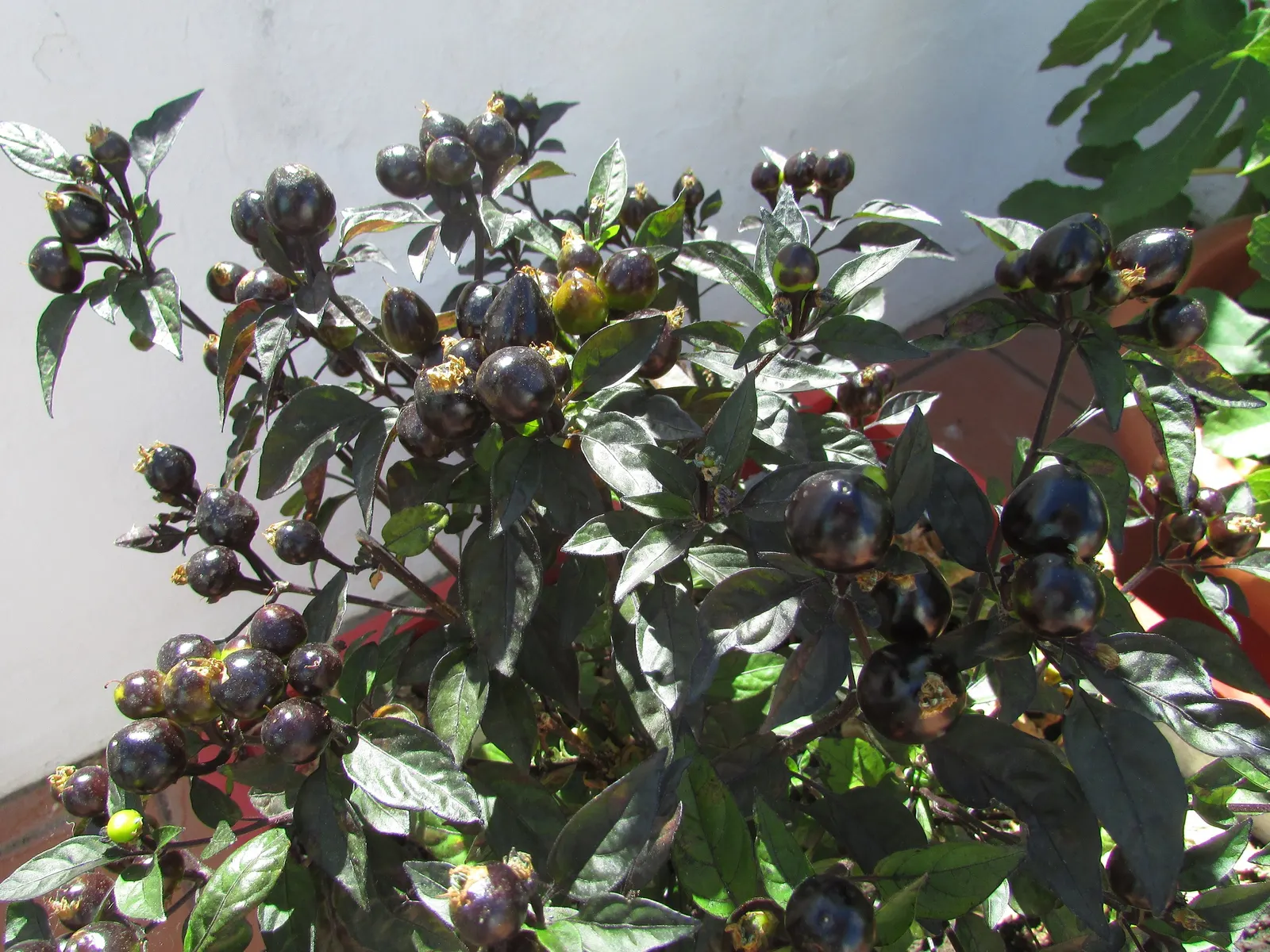 Hot Peppers (Capsicum Frutescens) — without over-saturation to prevent root rot; these peppers form compact bushy plants, typically reaching, image 61