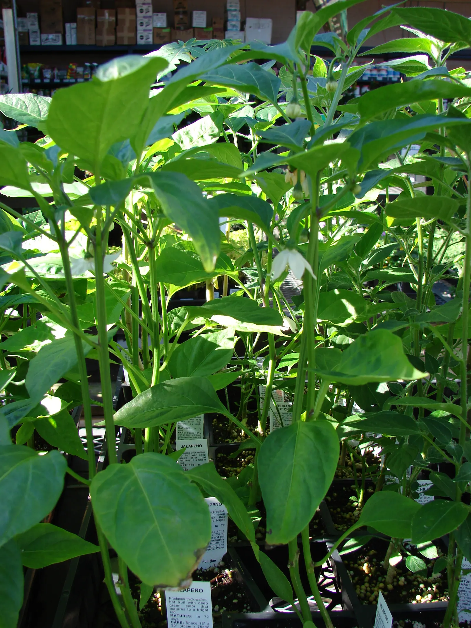 Hot Peppers (Capsicum Frutescens) — with lengths varying from 0.5 to 2 inches; vegetable with white blooms, image 66