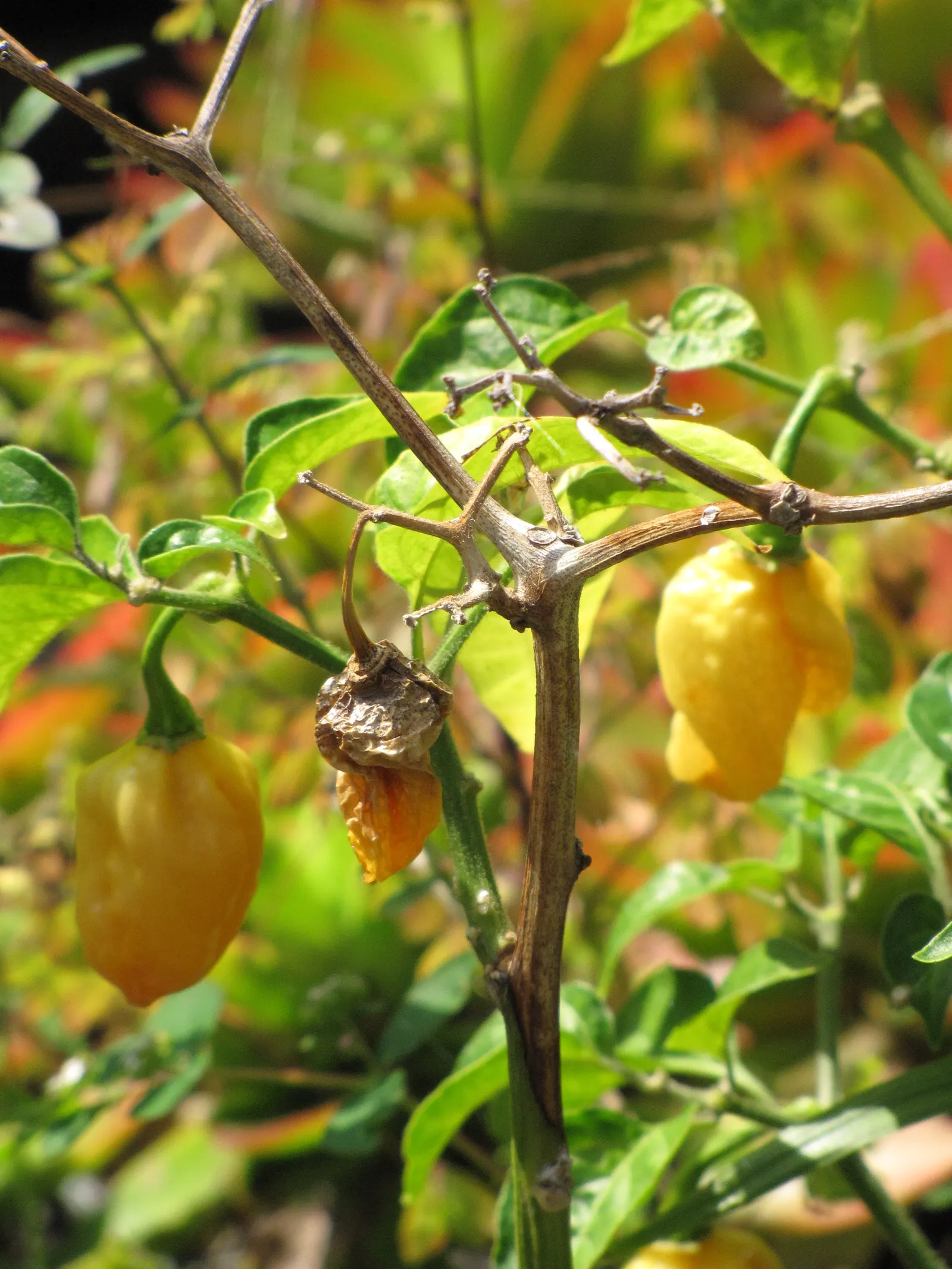 Hot Peppers (Capsicum Frutescens) — Mulching can help conserve moisture and combat weeds; these peppers are moderate feeders; so, image 62