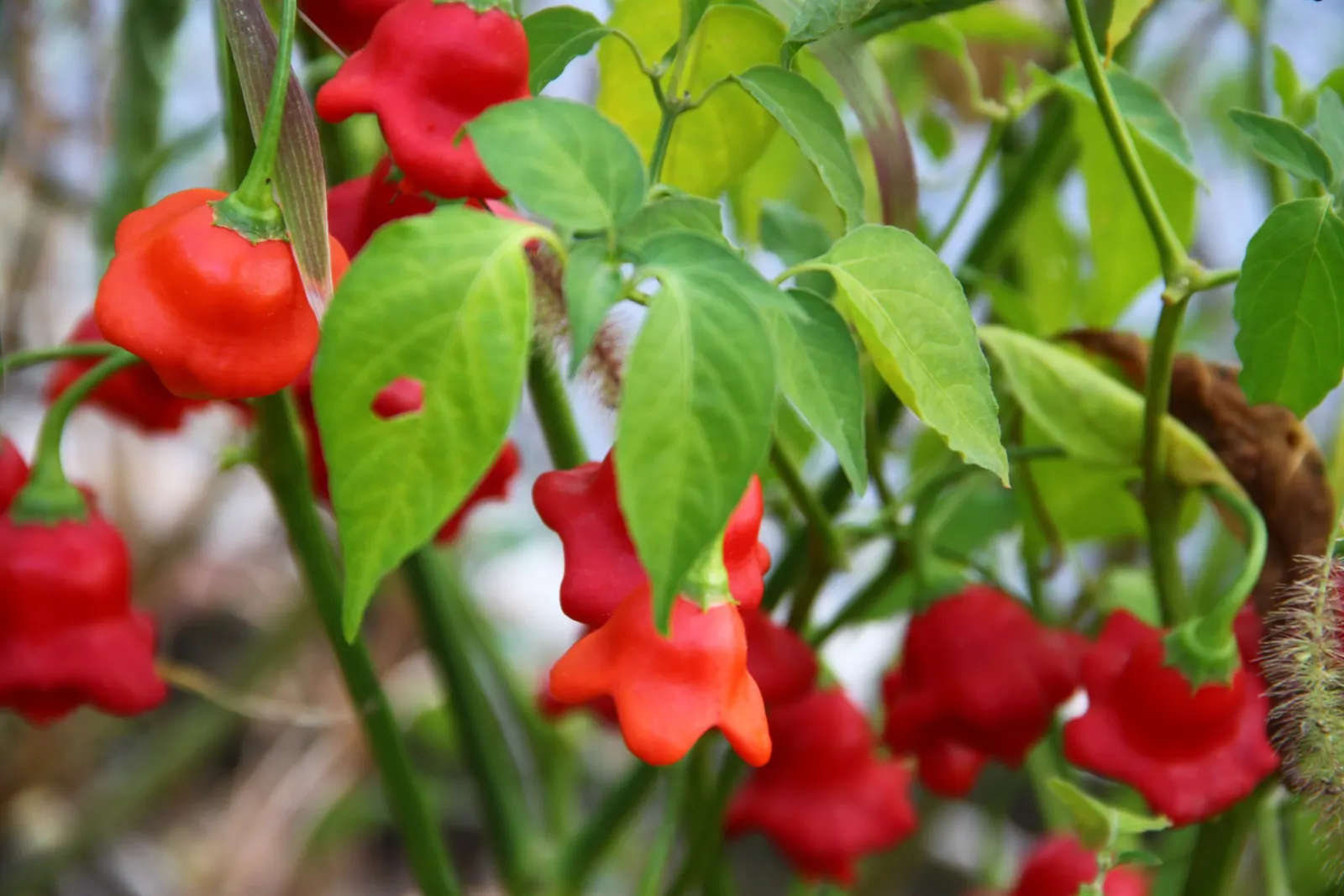 Hot Peppers (Capsicum Frutescens) — offering both aesthetic appeal and culinary value; requiring regular watering to maintain a slightly moist soil, image 55