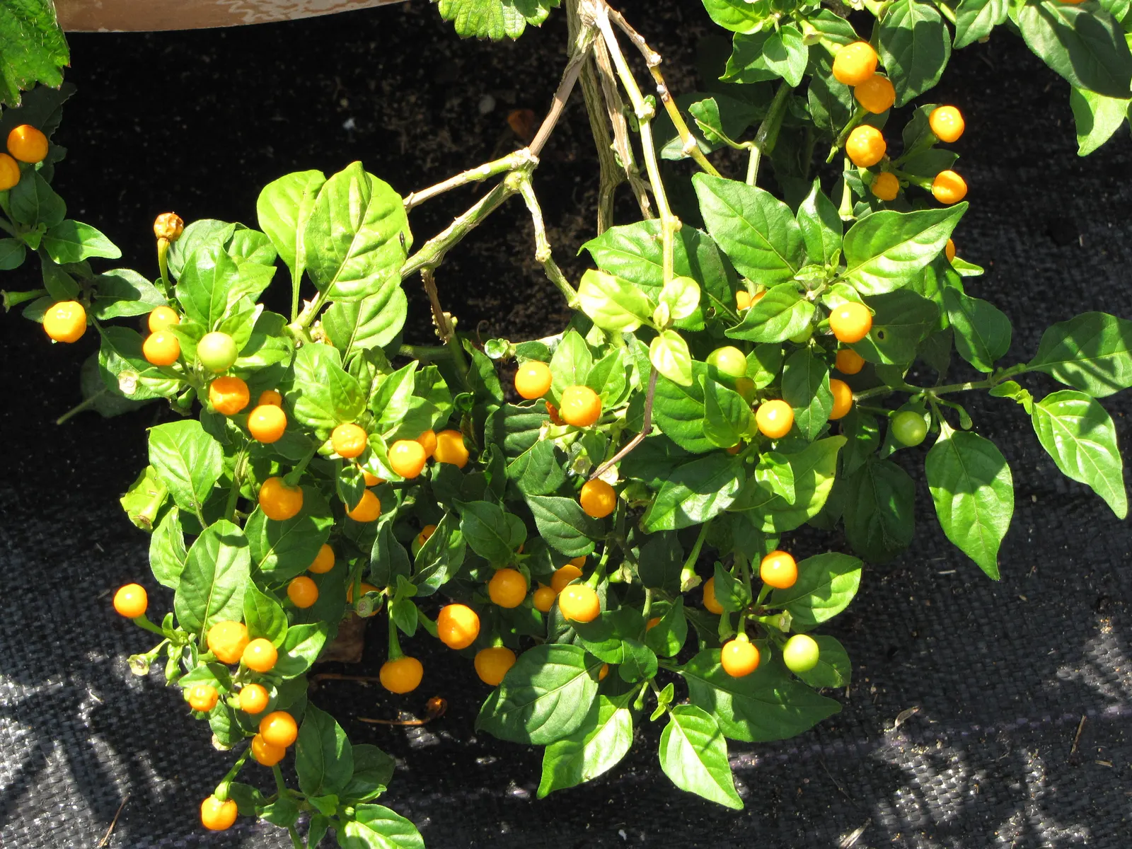 Hot Peppers (Capsicum Frutescens) — with lengths varying from 0.5 to 2 inches; vegetable with white blooms