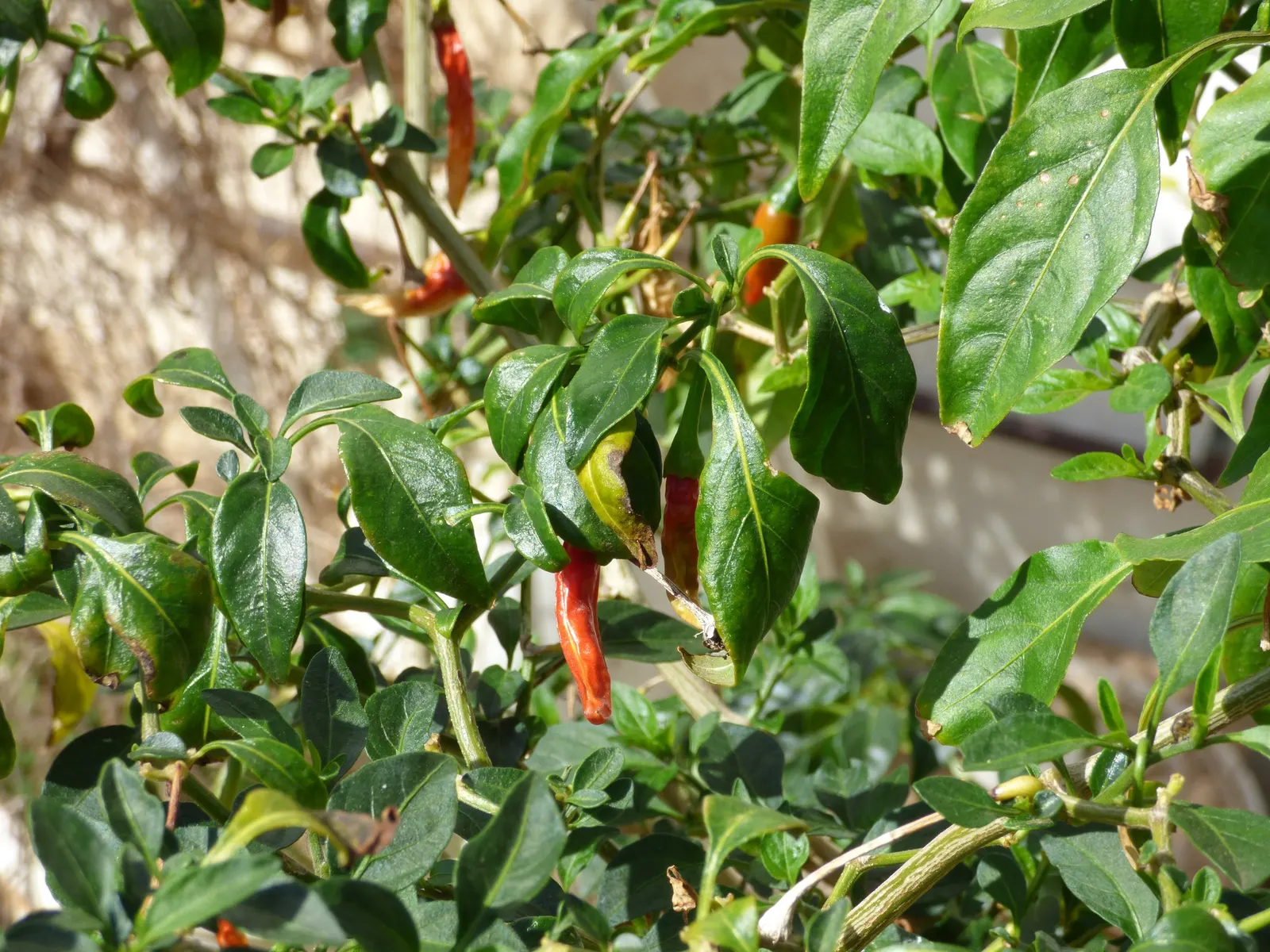 Hot Peppers (Capsicum Frutescens) — It features vibrant upright fruits ranging from green to fiery red; they thrive in full sunlight, image 48