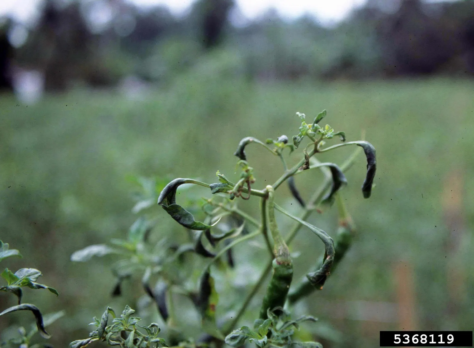 Hot Peppers (Capsicum Frutescens) — white flowers in the garden; ensuring moderate water and protection from frost