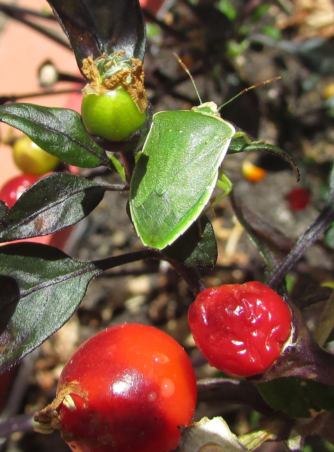 Hot Peppers (Capsicum Frutescens) — vegetable for full or half; with lengths varying from 0.5 to 2 inches