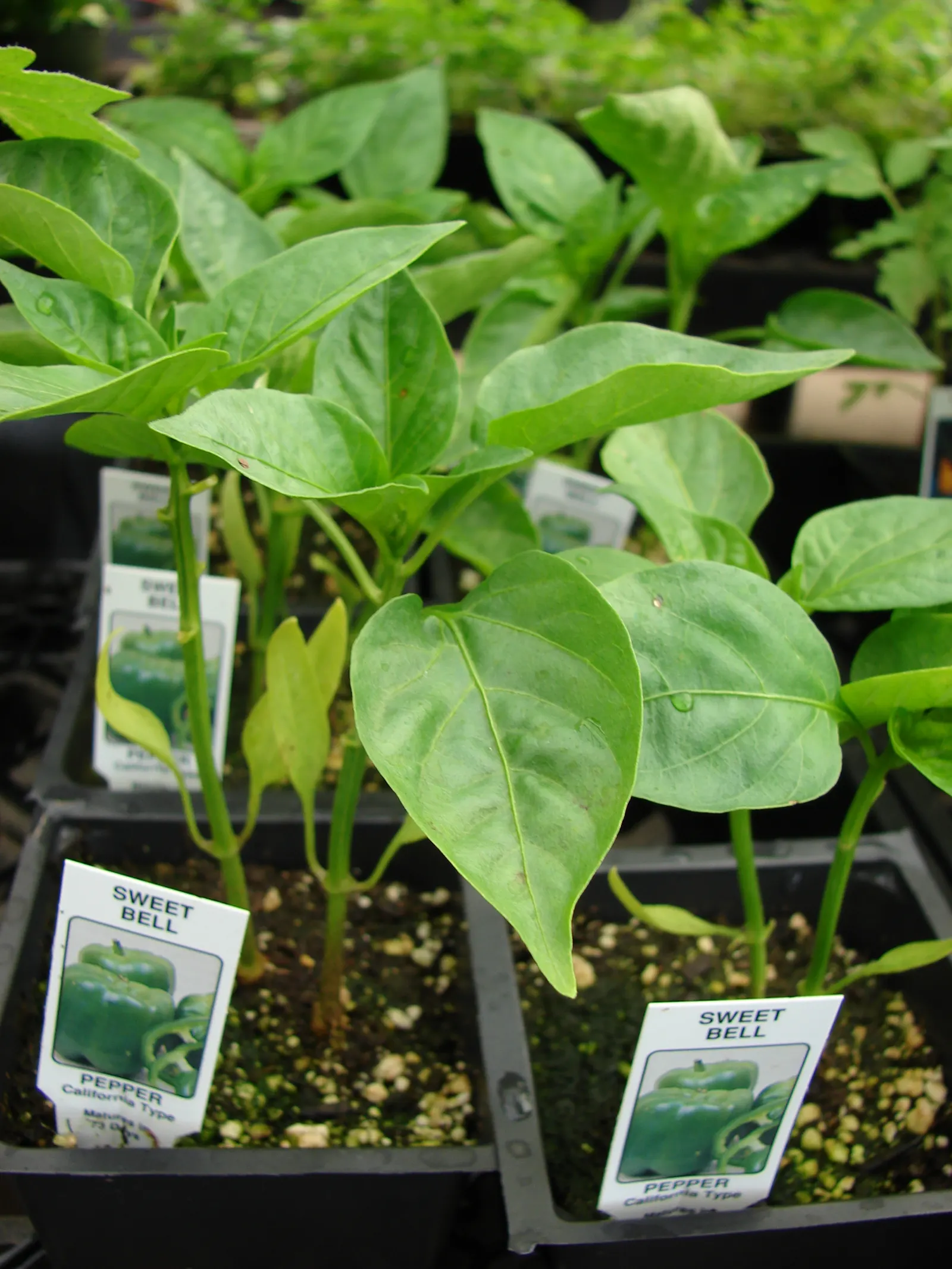 Hot Peppers (Capsicum Frutescens) — offering both aesthetic appeal and culinary value