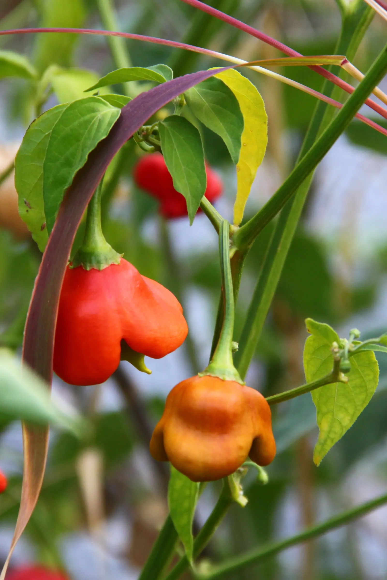 Hot Peppers (Capsicum Frutescens) — These peppers are moderate feeders; so; capsicum frutescens, commonly known as Hot Pepper, is a perennial, image 63