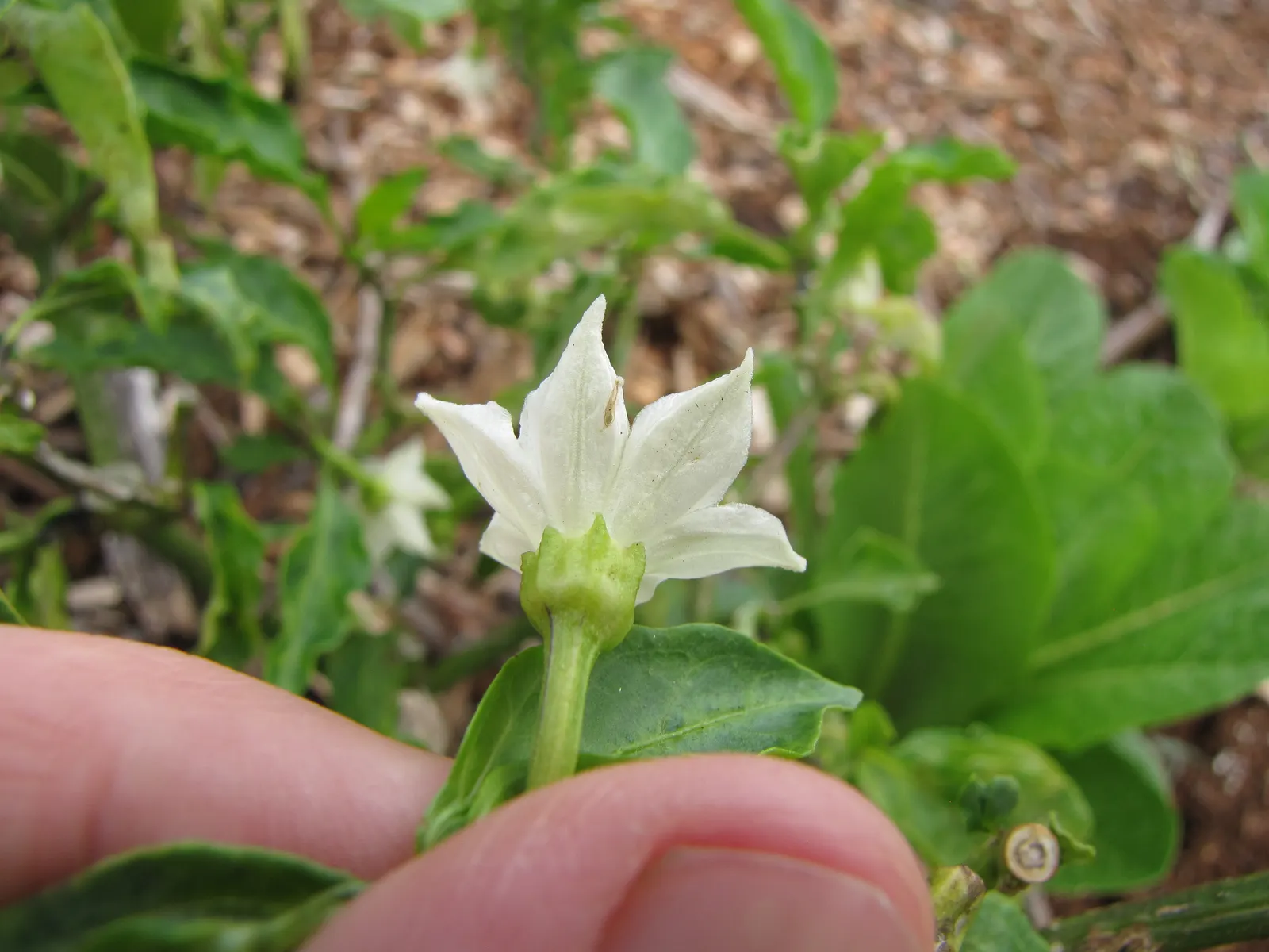 Hot Peppers (Capsicum Frutescens) — These peppers form compact bushy plants, typically reaching heights between 1 to 3 feet, with a similar spread; white